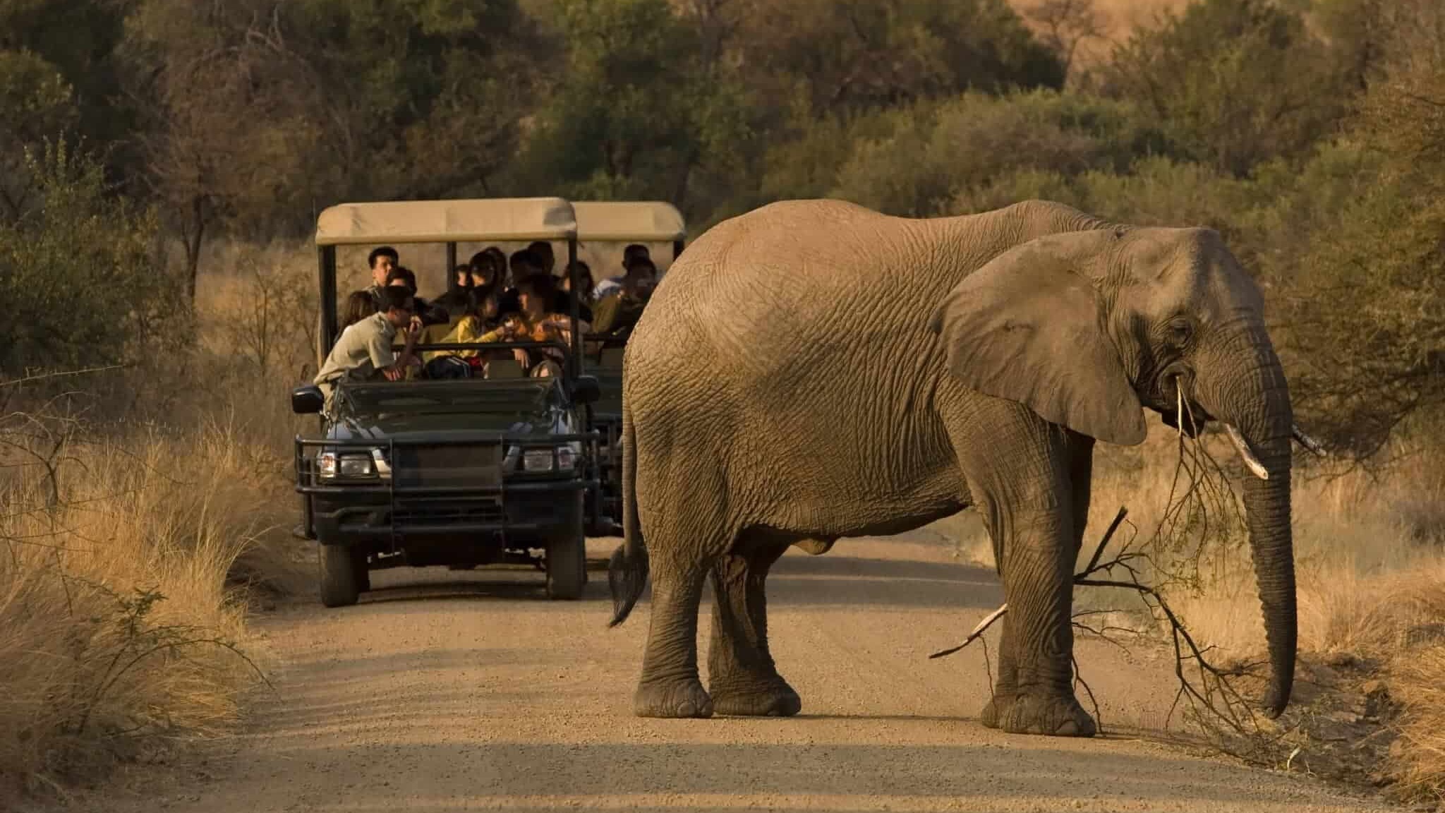 Safari Day Trips from Johannesburg: 7 Best Game Drives Within 2 Hours (2026)