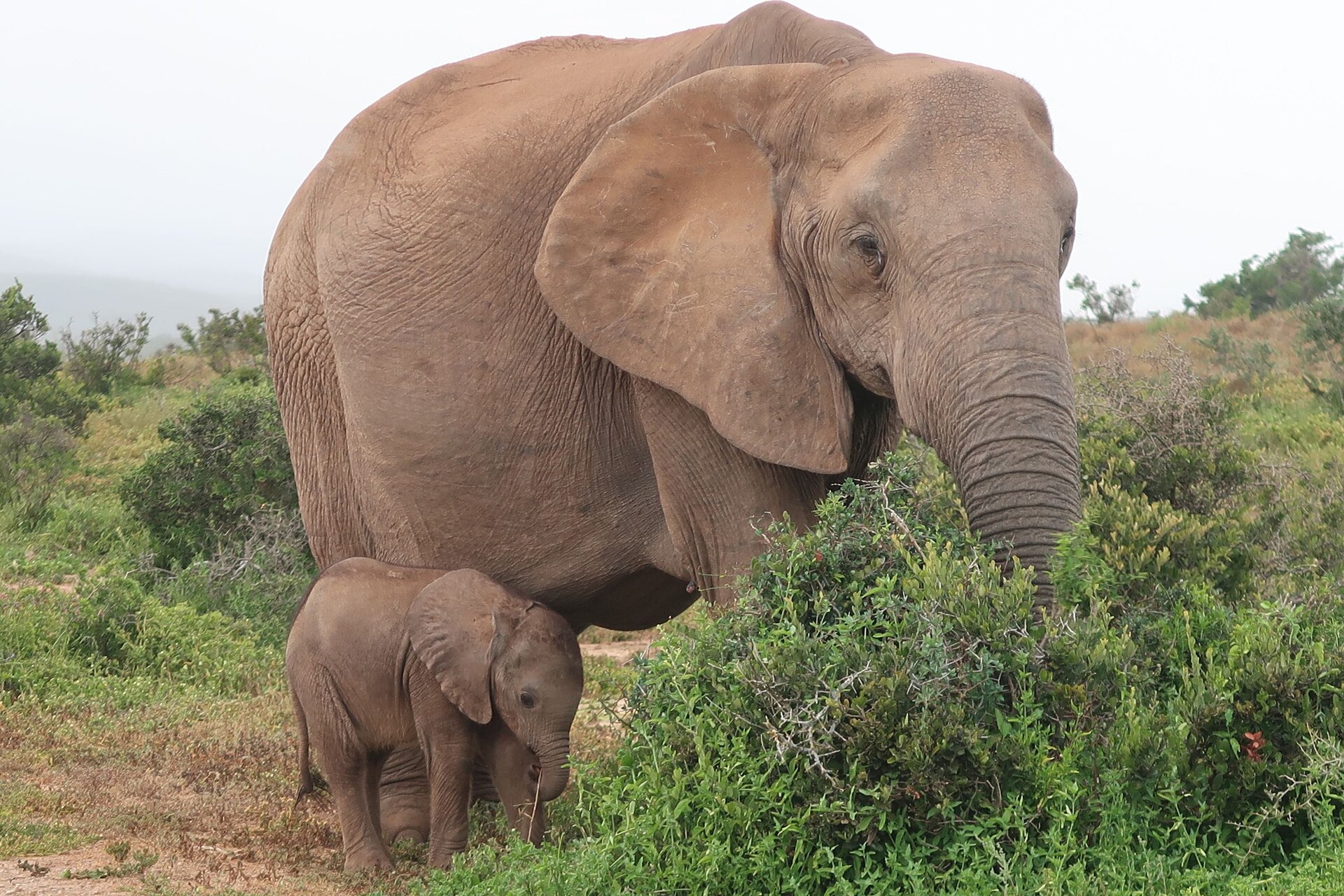 A mother African elephant and her calf in the dense spekboom thicket of Addo Elephant National Park