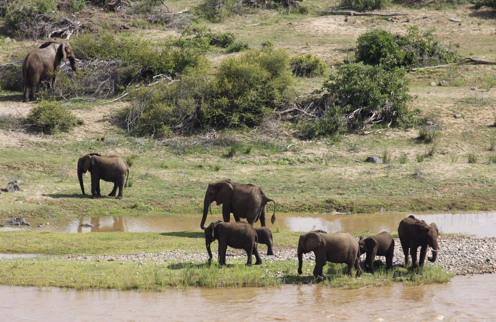 Addo Elephant National Park Safari Guide 2026: The Eastern Cape’s Big 7 Kingdom