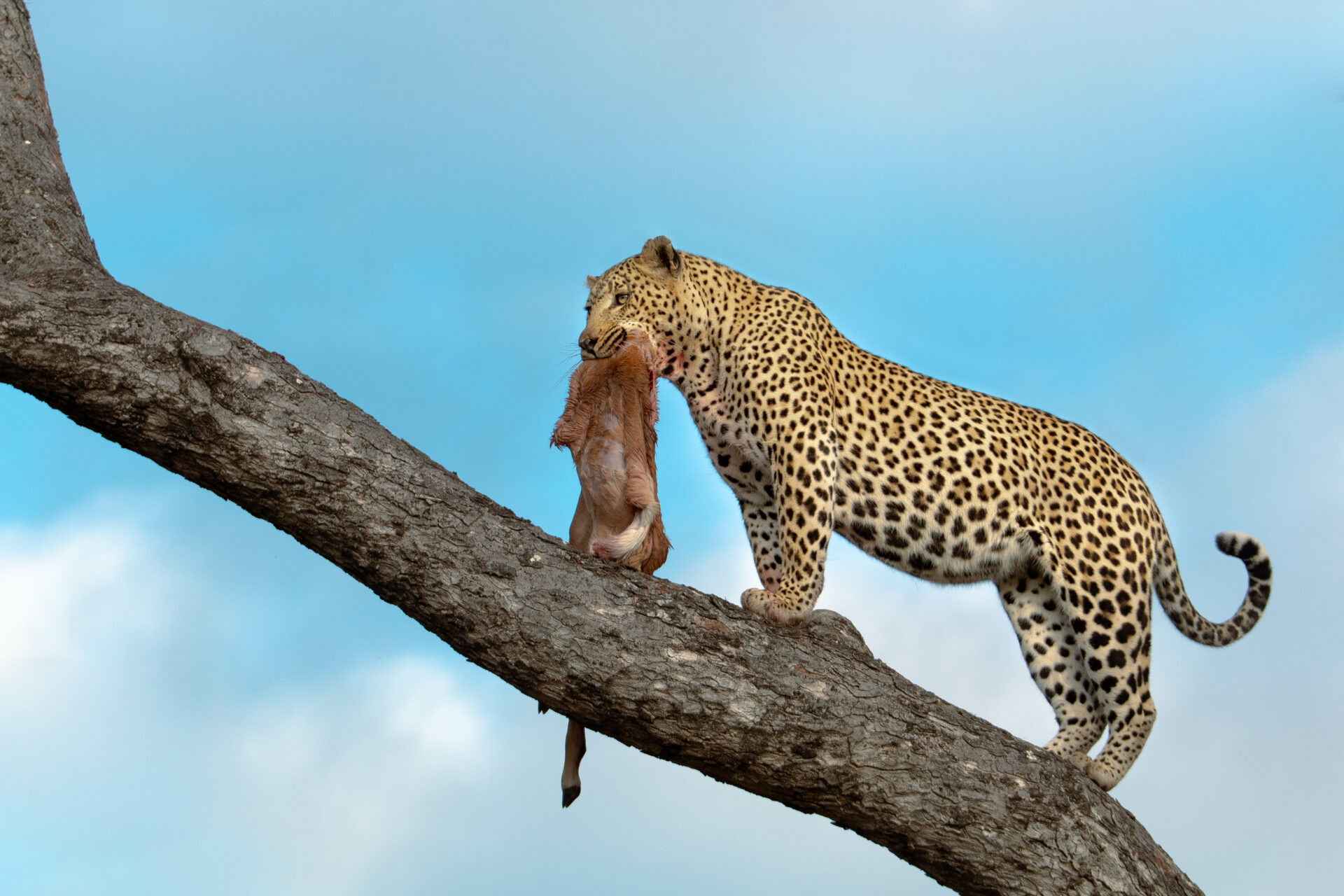 A leopard carries its kill up a tree branch against a bright blue sky — the classic Big Five sighting that every safari-goer dreams of