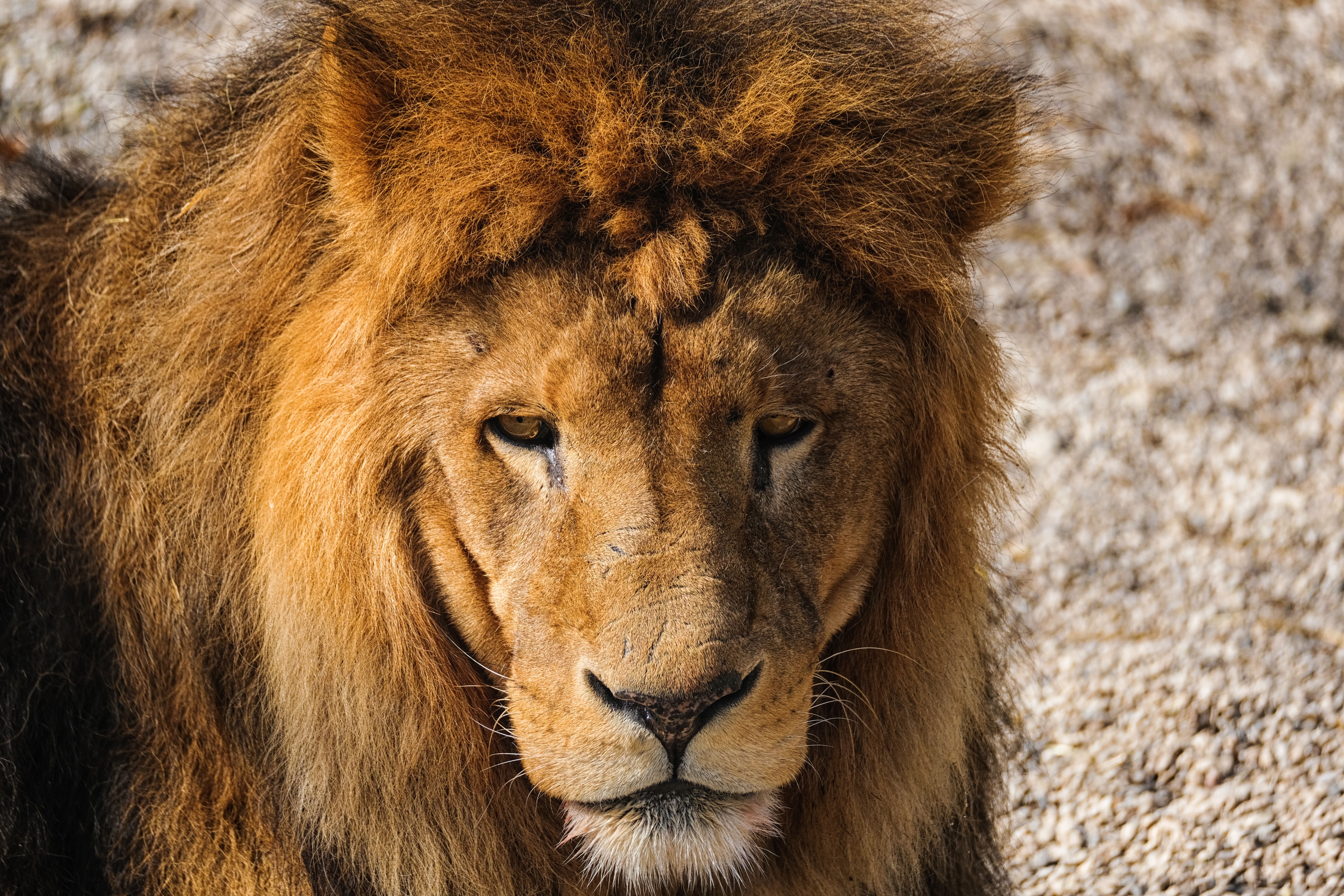The Big Five: How to See Lion, Leopard, Elephant, Buffalo & Rhino on Safari (2026)
