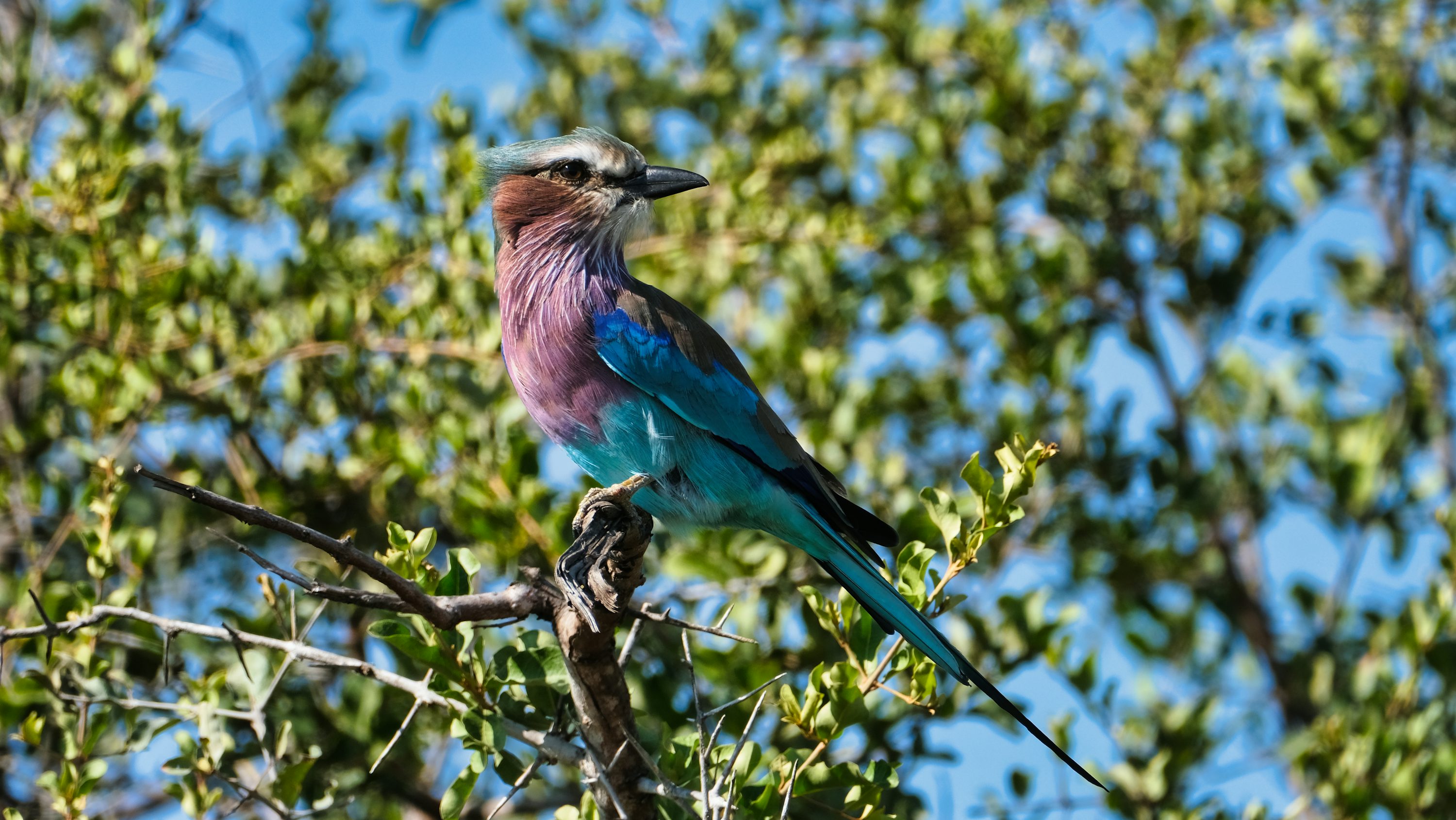 Birdwatching Safari Tours in Africa: A Birder’s Paradise Guide for 2026