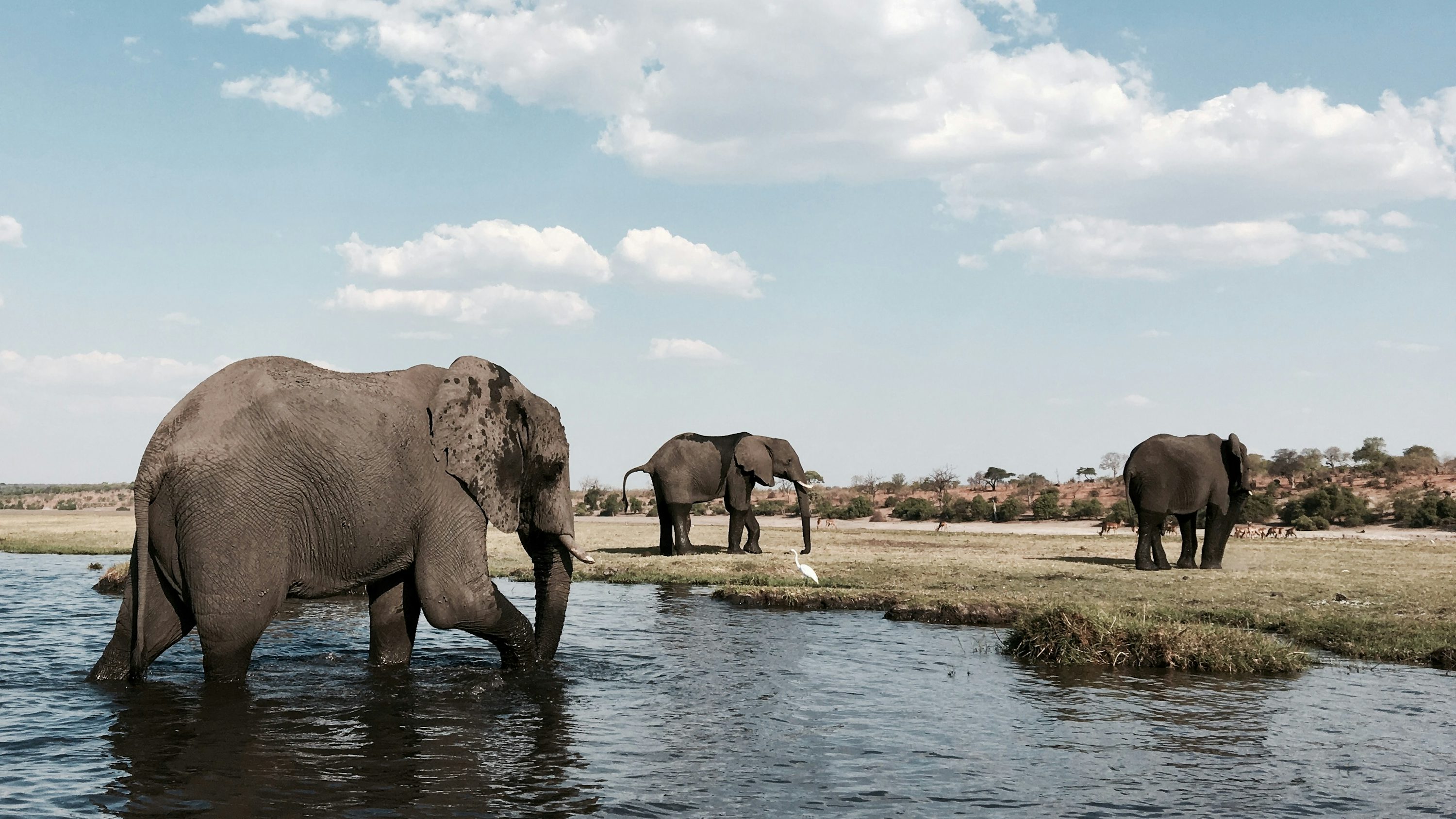 Elephant herd at the Chobe River — Botswana is home to over 120,000 elephants