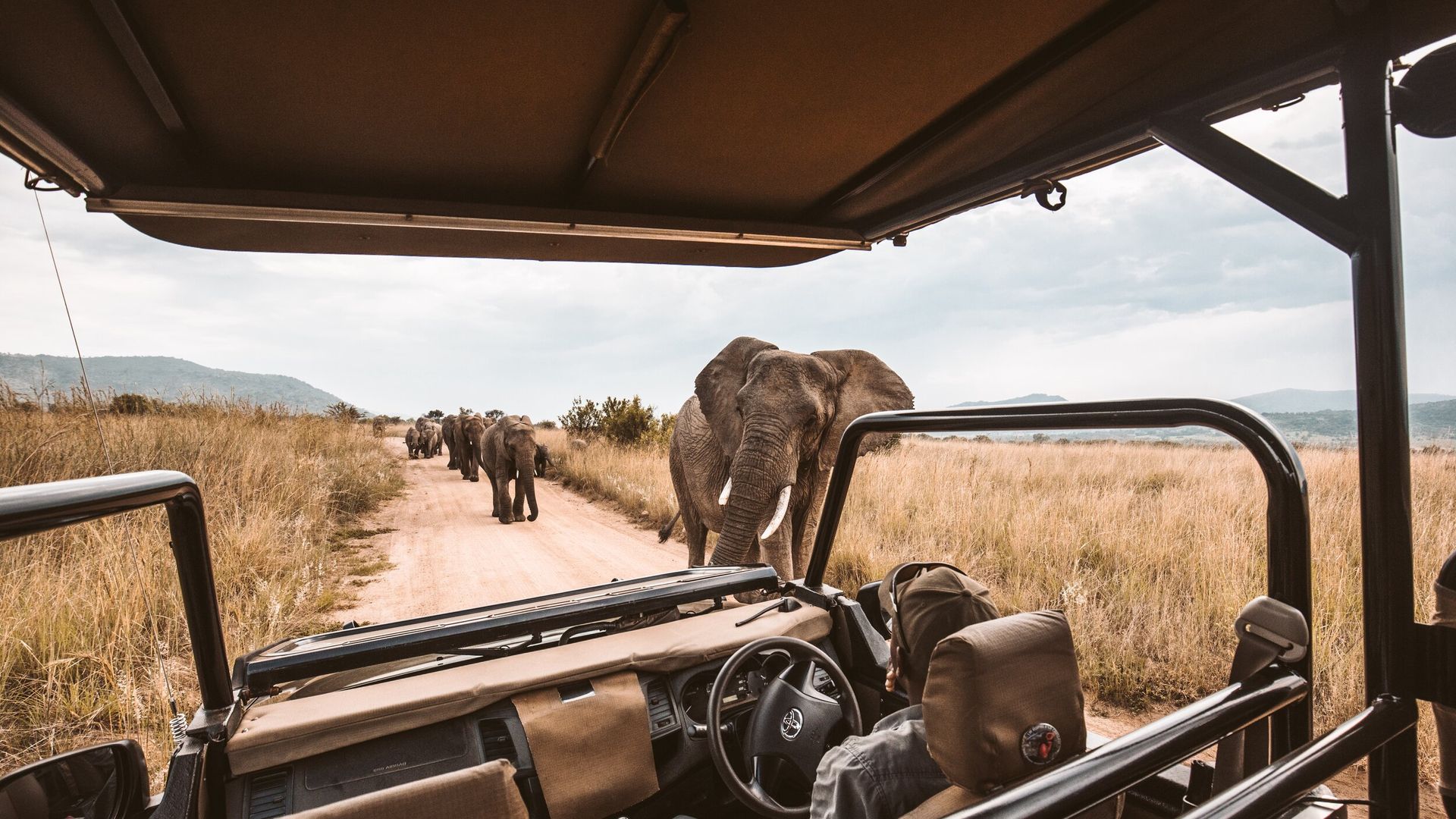 The view from an open safari vehicle as a herd of elephants walks along a dirt track through the golden savannah