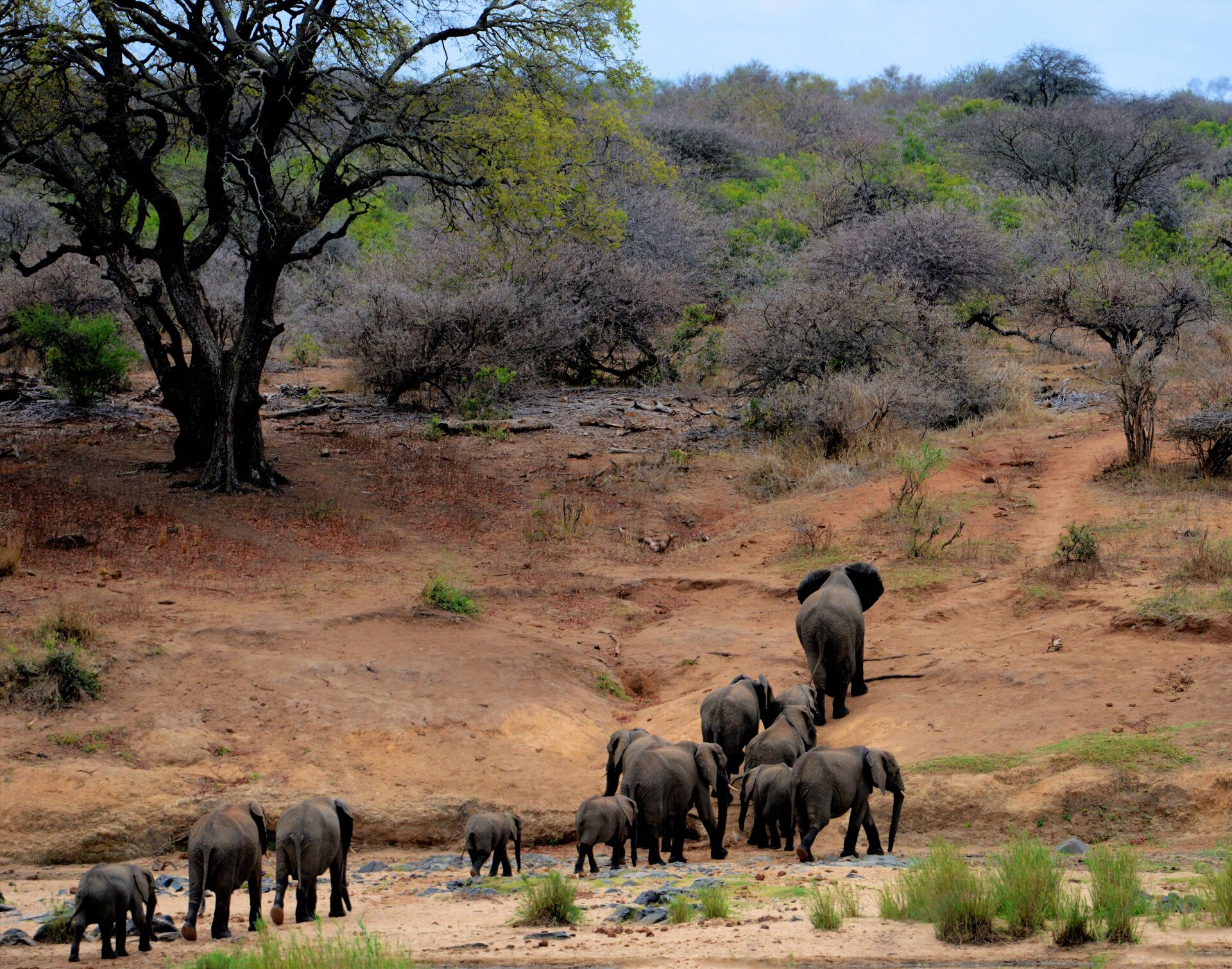 An elephant family ascending from an African river crossing through woodland — scenes like this play out daily along Chobe’s waterways