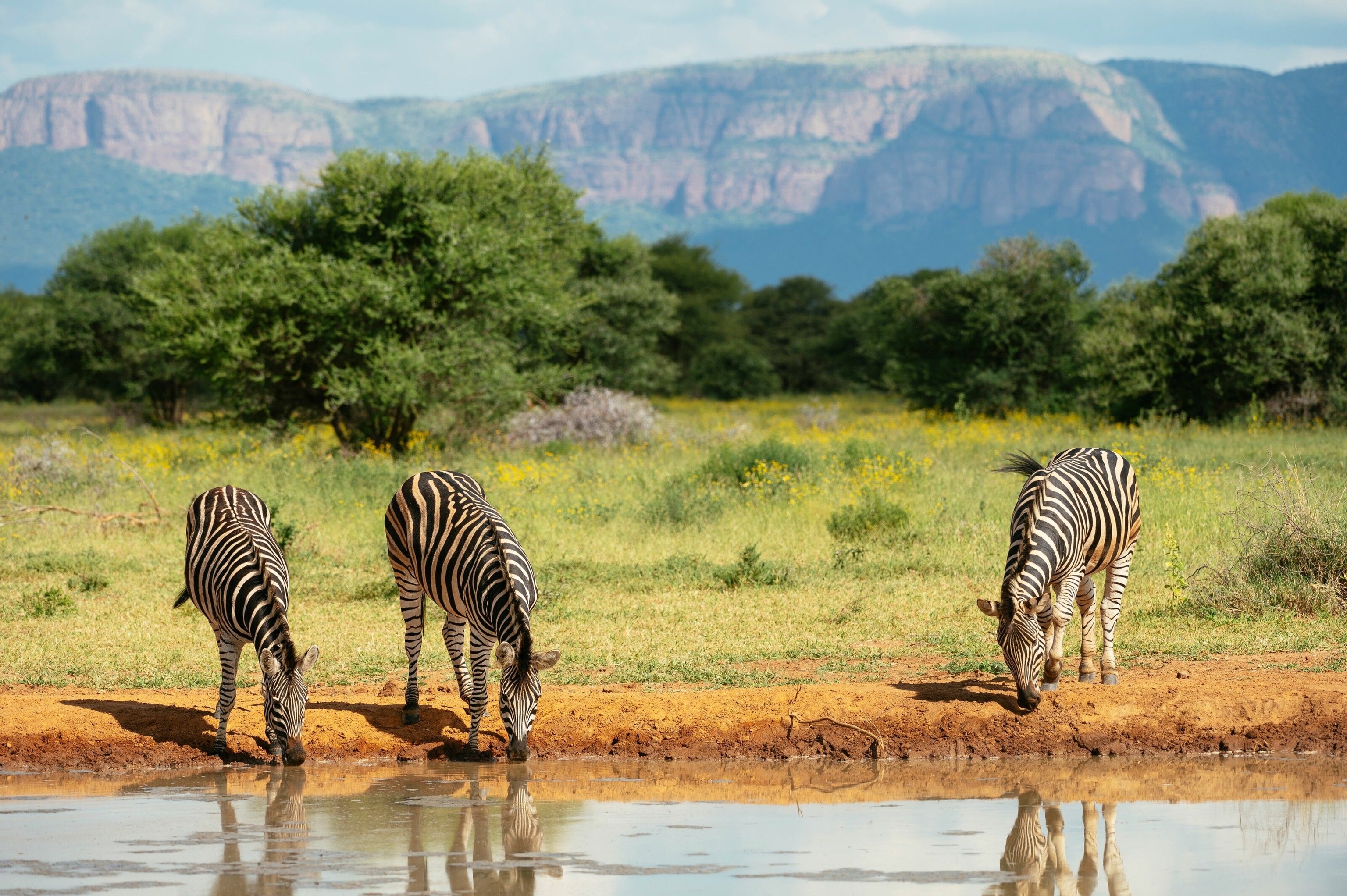 The Complete Guide to Safari in South Africa: Everything You Need to Know (2026)