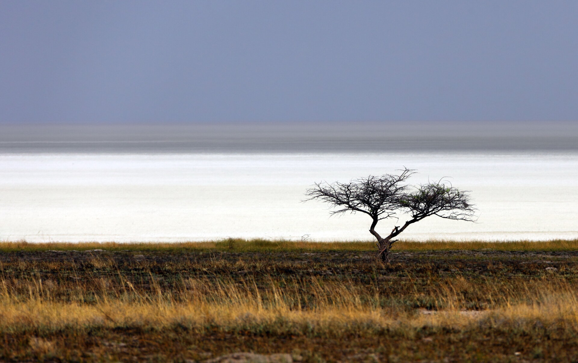 Etosha National Park Safari Guide 2026: Namibia’s White Wonderland