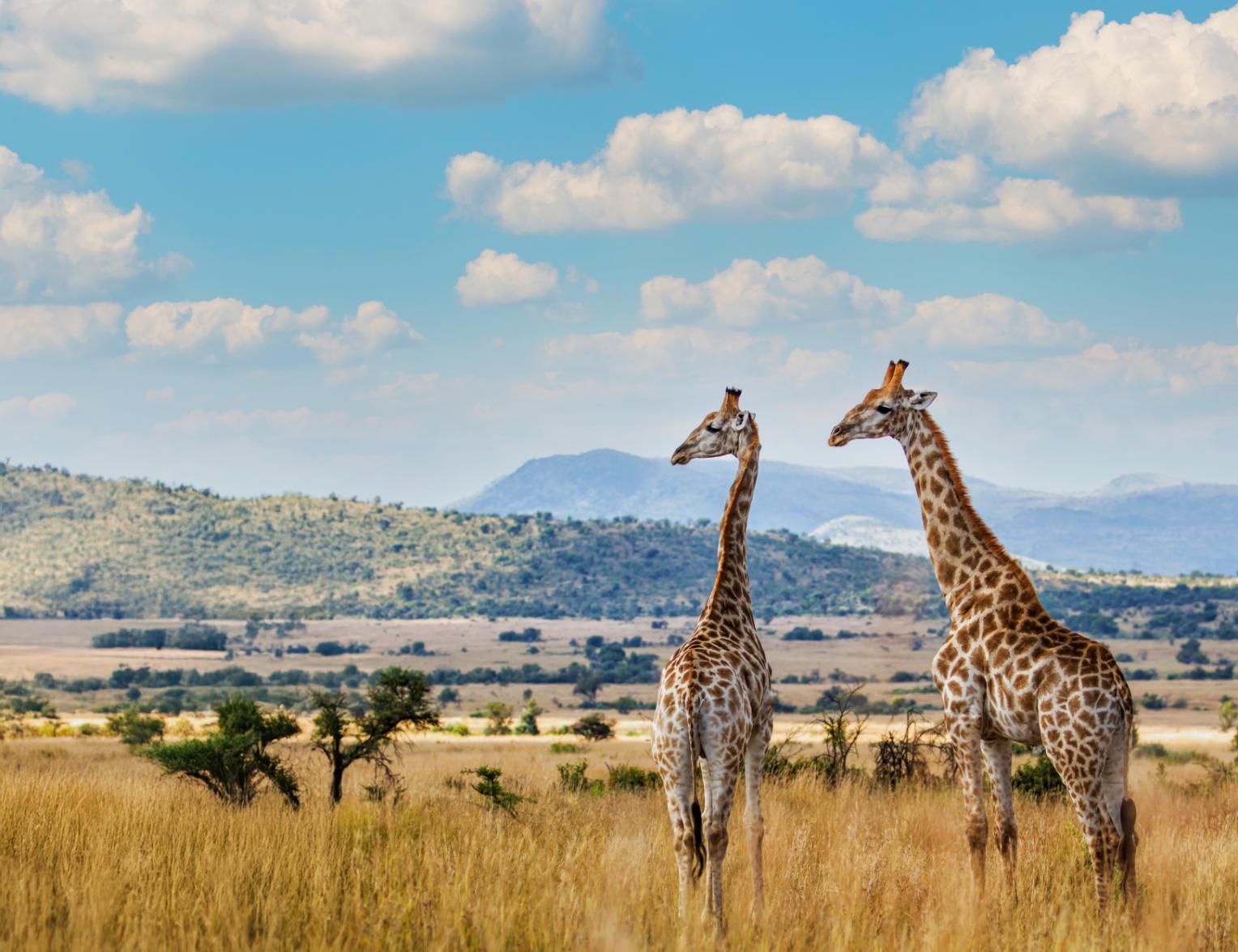 Two giraffes stand tall against the Pilanesberg volcanic hills and blue sky — Pilanesberg is malaria-free and just 2 hours from Johannesburg