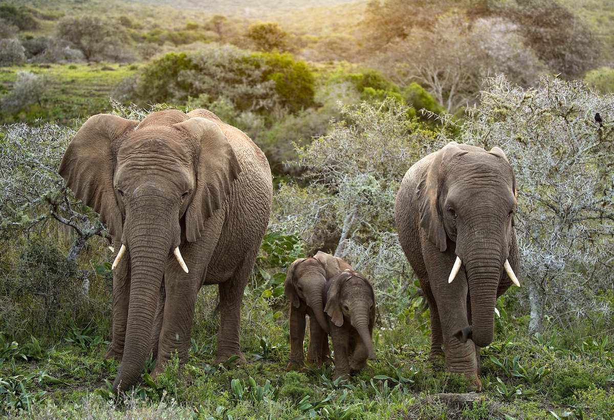 Green Season Safari: Why November–March Is the Bargain Nobody Tells You About