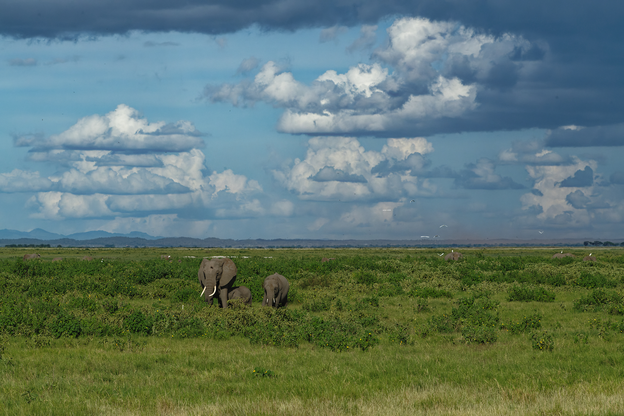 Elephants graze beneath dramatic cumulonimbus storm clouds over the green African savanna — these skies exist only in summer