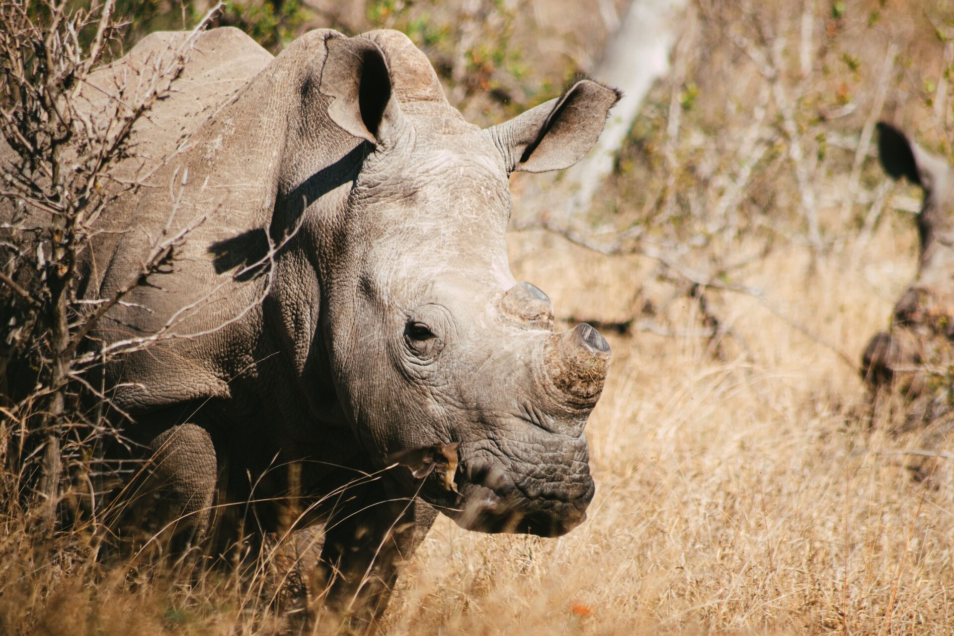Hluhluwe-iMfolozi Park Safari Guide 2026: Africa’s Oldest Reserve & the Rhino’s Last Stand