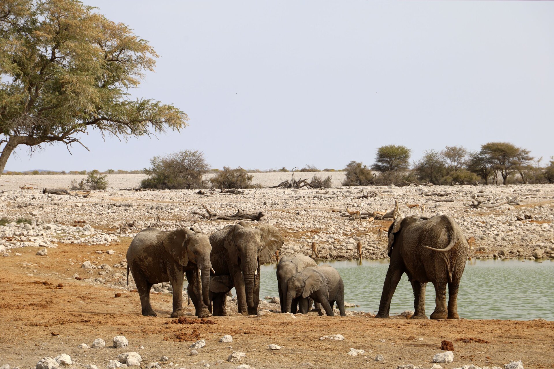 Hwange National Park Safari Guide 2026: Zimbabwe’s Elephant Kingdom