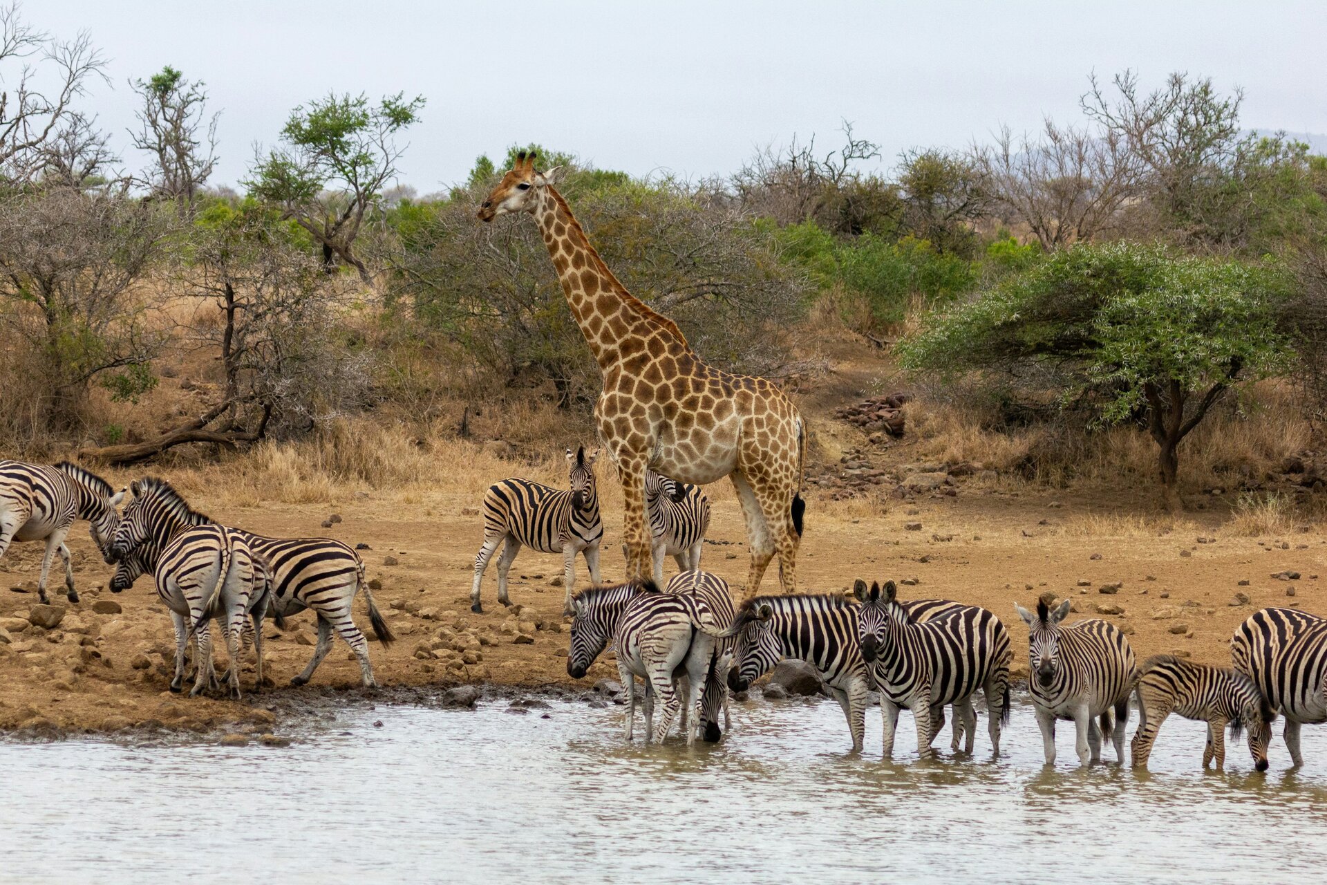 Zebras and a giraffe drinking at a waterhole in the African bush — Hwange’s waterholes draw a spectacular diversity of wildlife