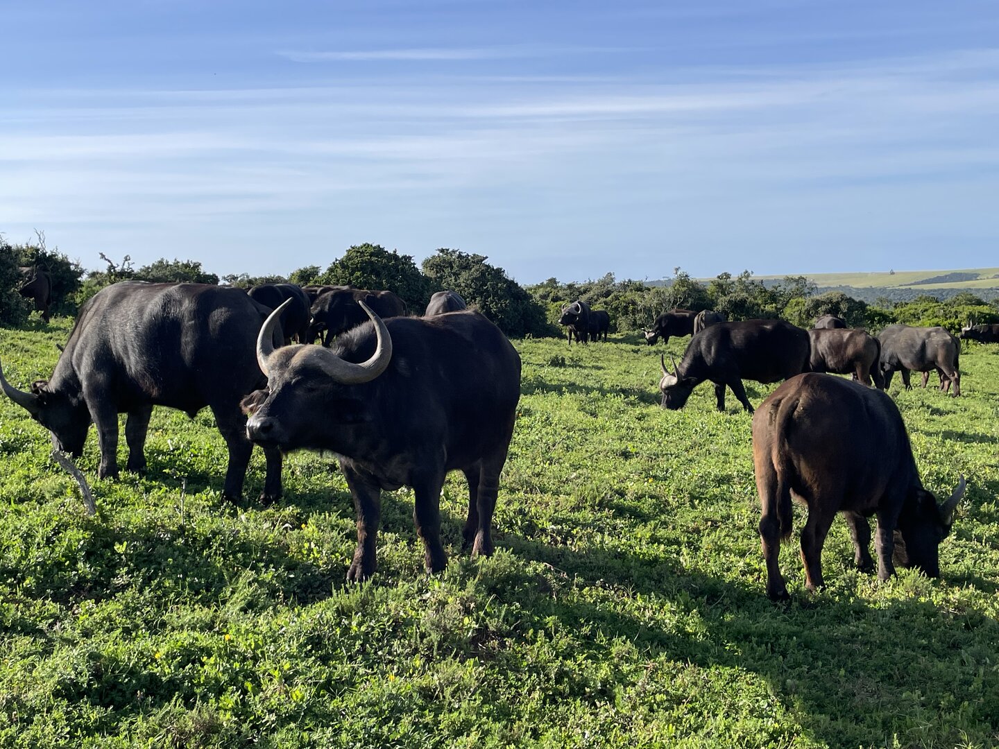 Close-up of buffalo with massive curved horns at Kariega, part of the unforgettable encounter