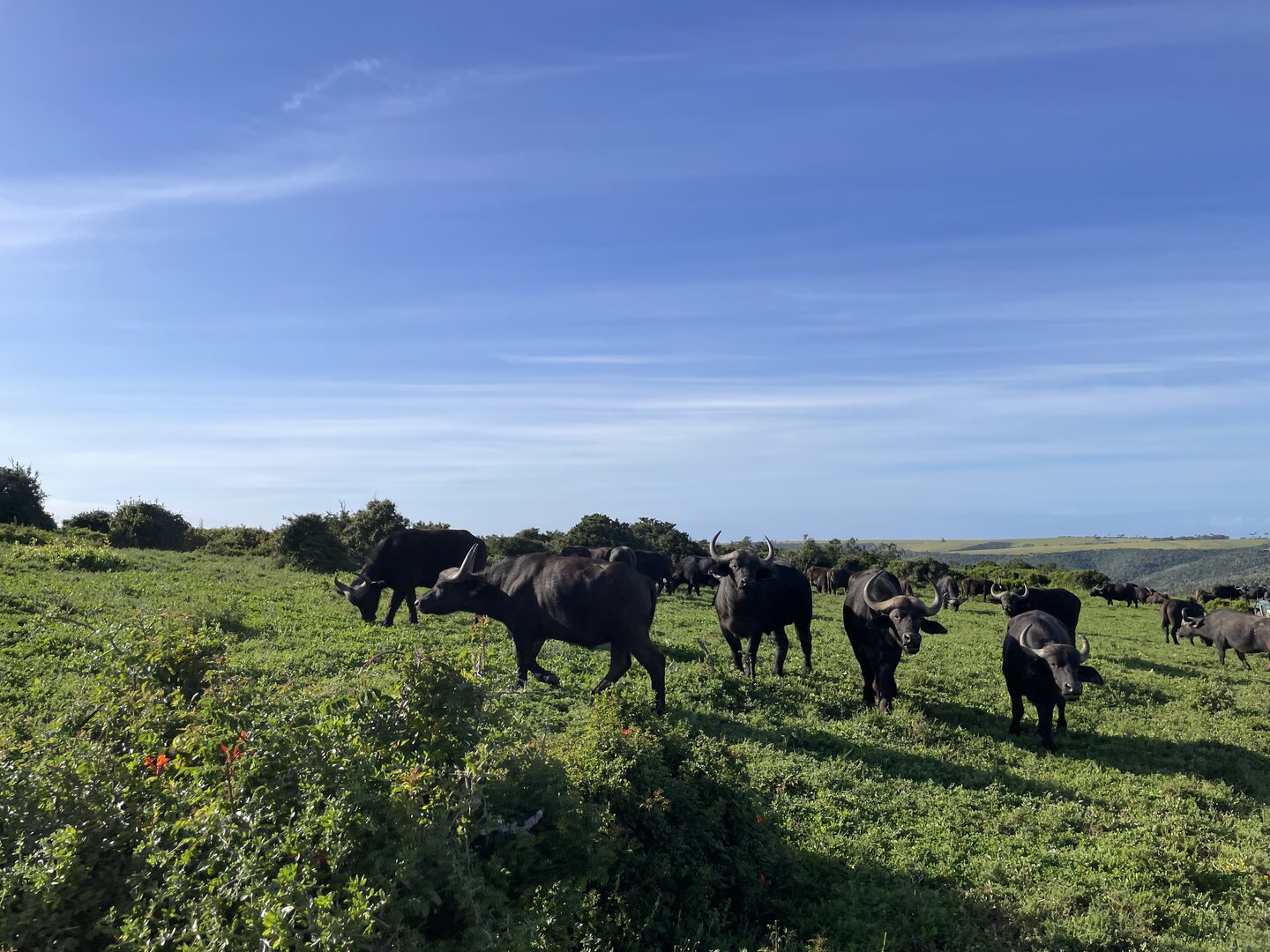A herd of buffalo grazing on green hills at Kariega Game Reserve, photographed by the founders during their game drive
