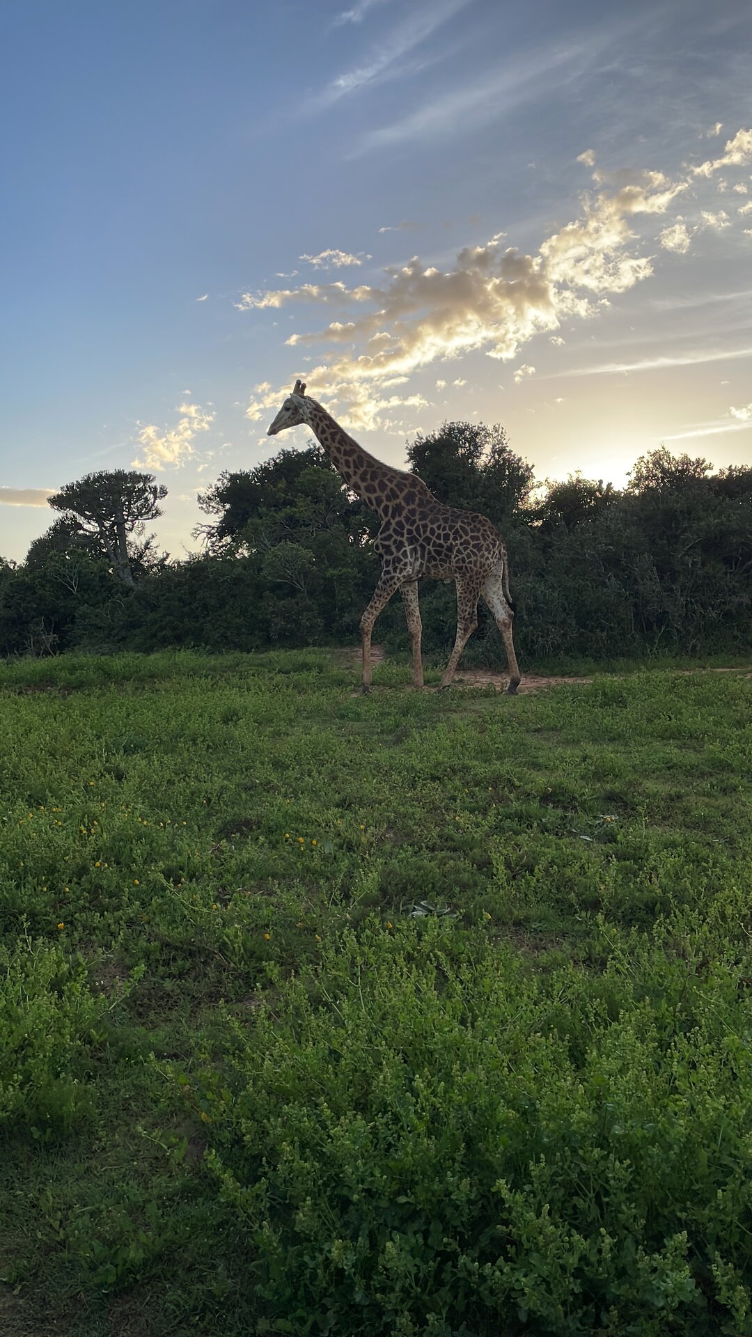 A giraffe grazing at golden hour as the sun sets behind the Kariega tree line