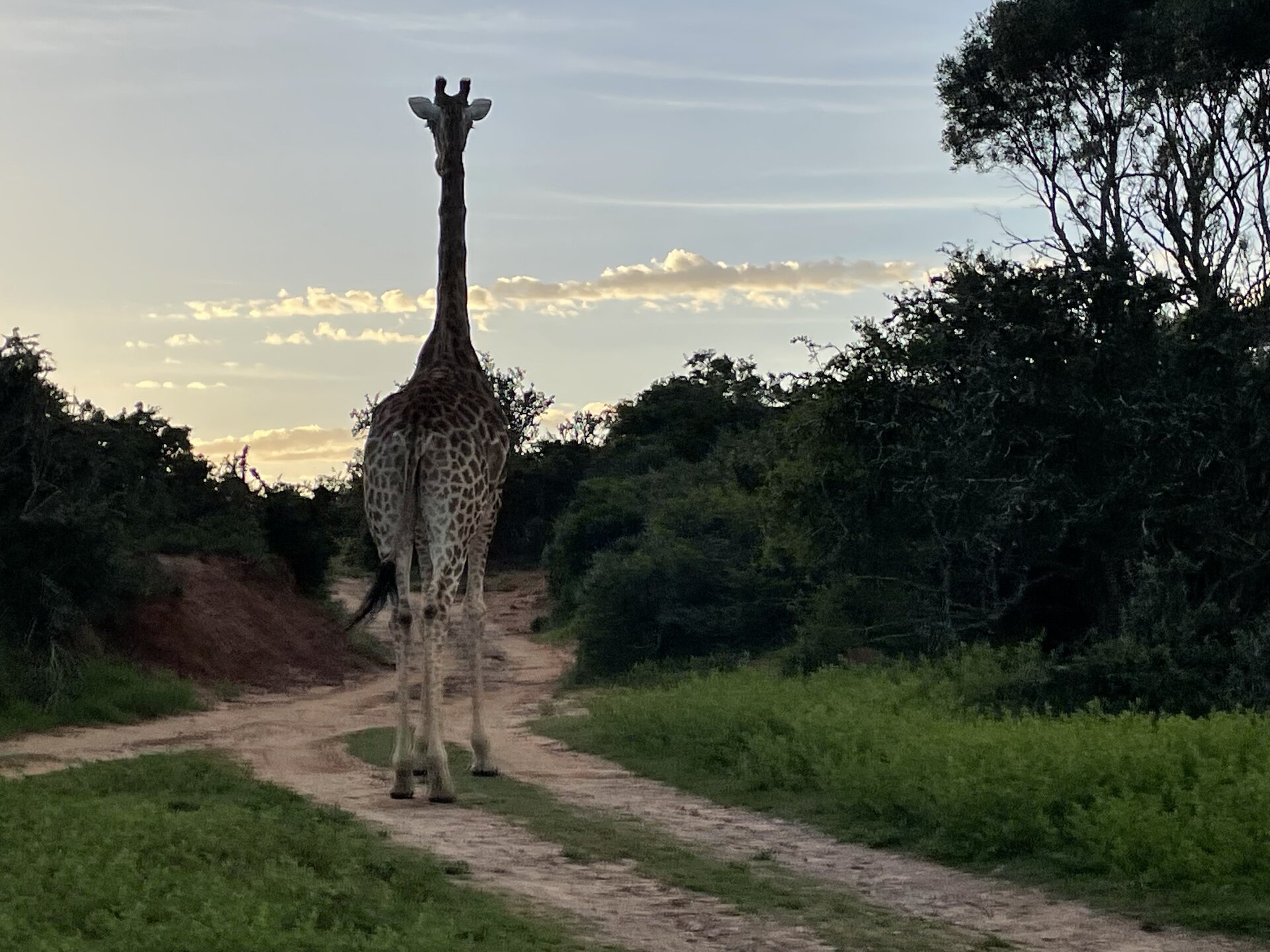 A giraffe silhouetted on the road against a golden Kariega sunset