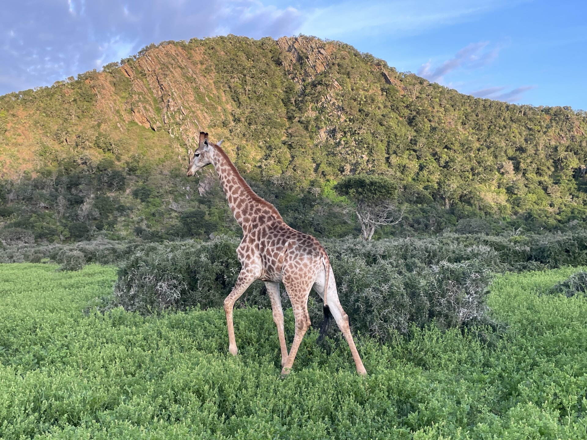 A giraffe walking through lush green bush below a rocky hillside at Kariega Game Reserve, caught on the drive in