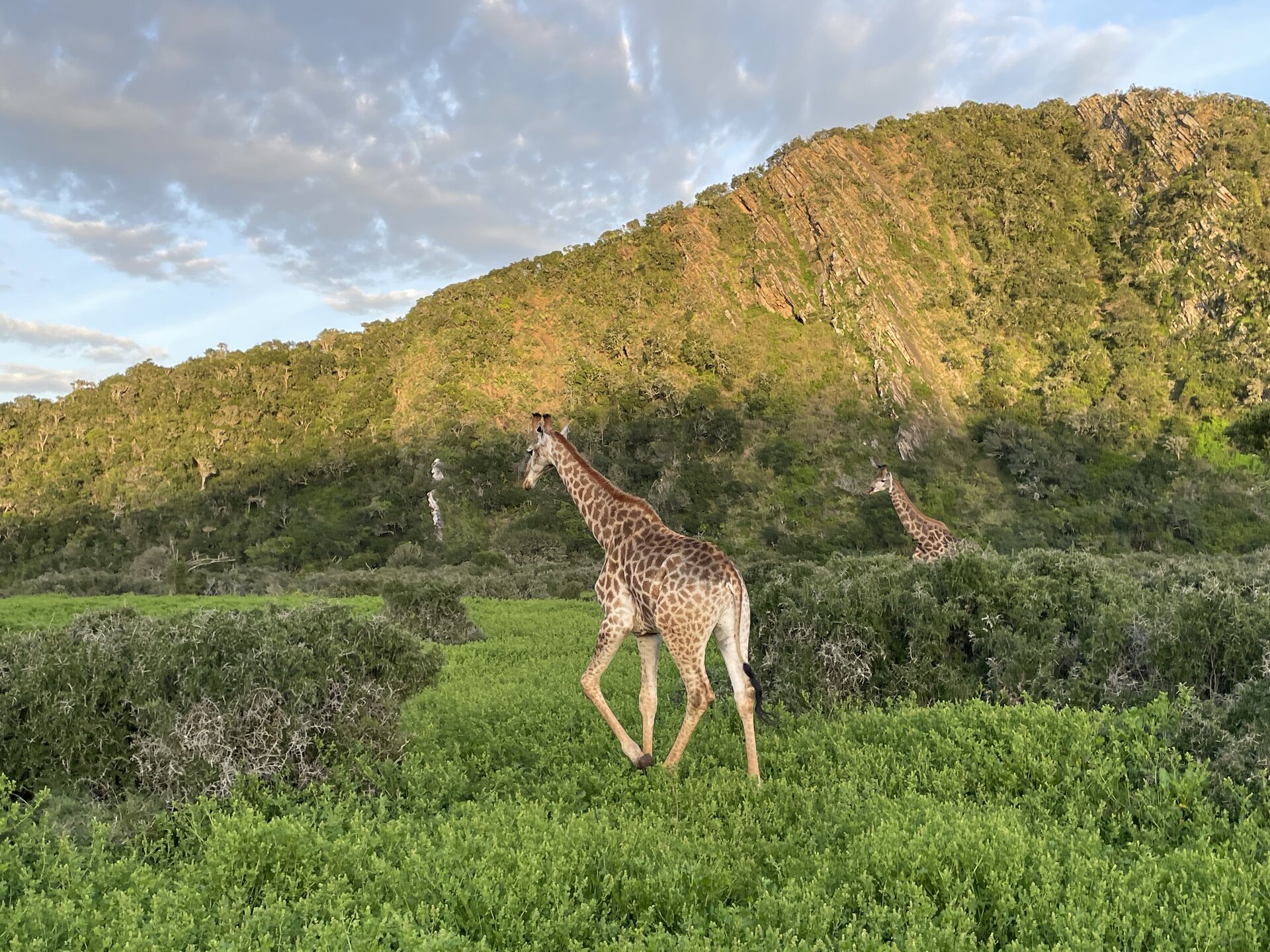 Two giraffes moving across the green valley beneath a dramatic rocky ridge at Kariega