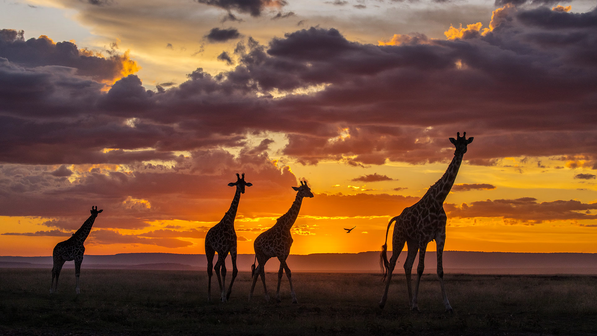 Giraffe family silhouetted against a dramatic Kenyan sunset — the magic of an East African safari