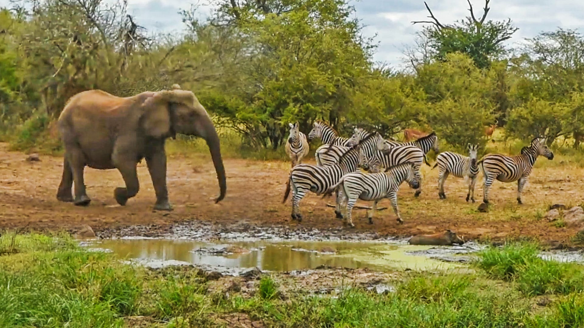 Best Time to Visit Kruger National Park: Month-by-Month Guide (2026)
