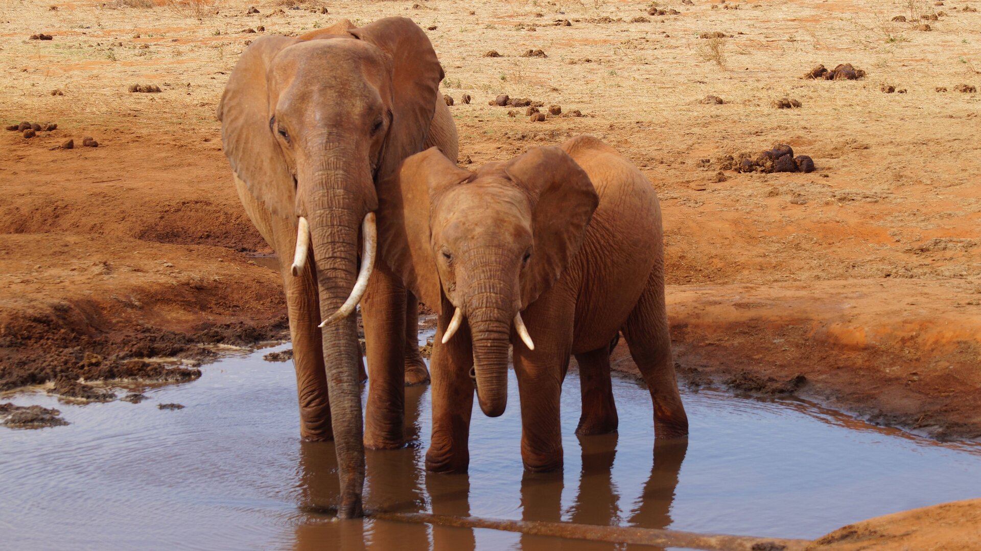 Kruger National Park Safari Guide 2026: Everything You Need to Know