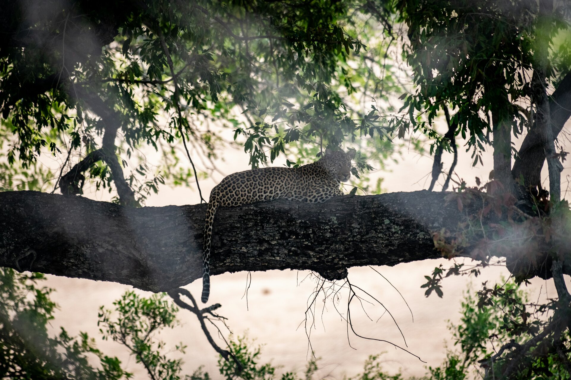 A leopard resting in a tree — the Greater Kruger’s private reserves offer the finest leopard viewing in Africa