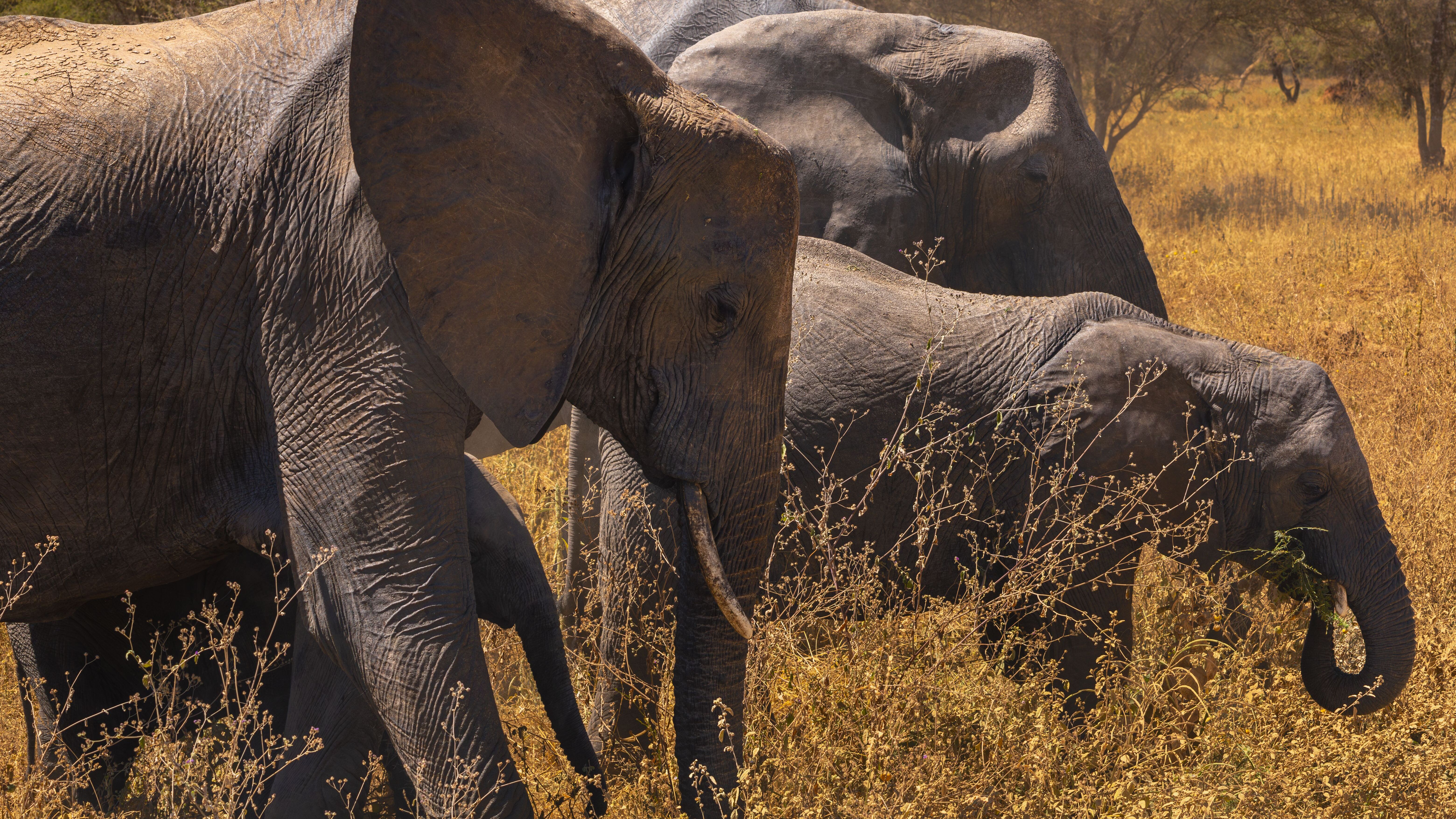 Kruger vs Pilanesberg: The Honest Safari Comparison (2026)