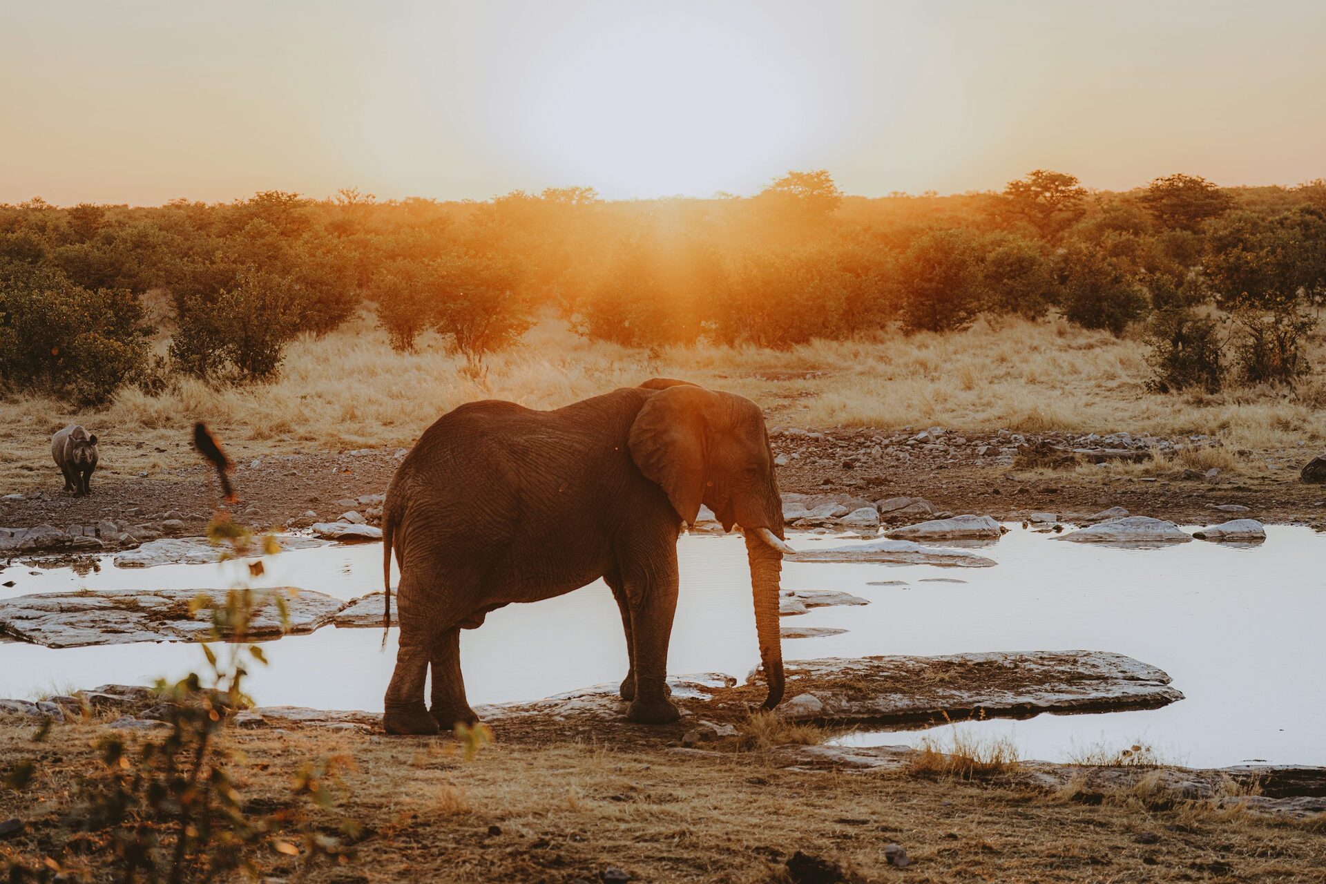 An elephant drinking at a waterhole at golden hour, with a rhino in the distance and warm sunset light over the bush