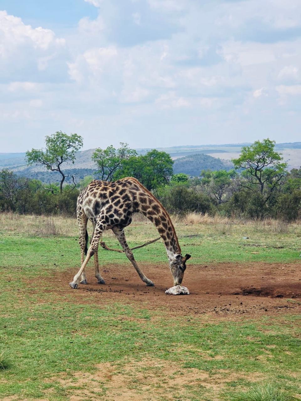 A giraffe bending down to lick minerals from the ground at the Lion and Safari Park