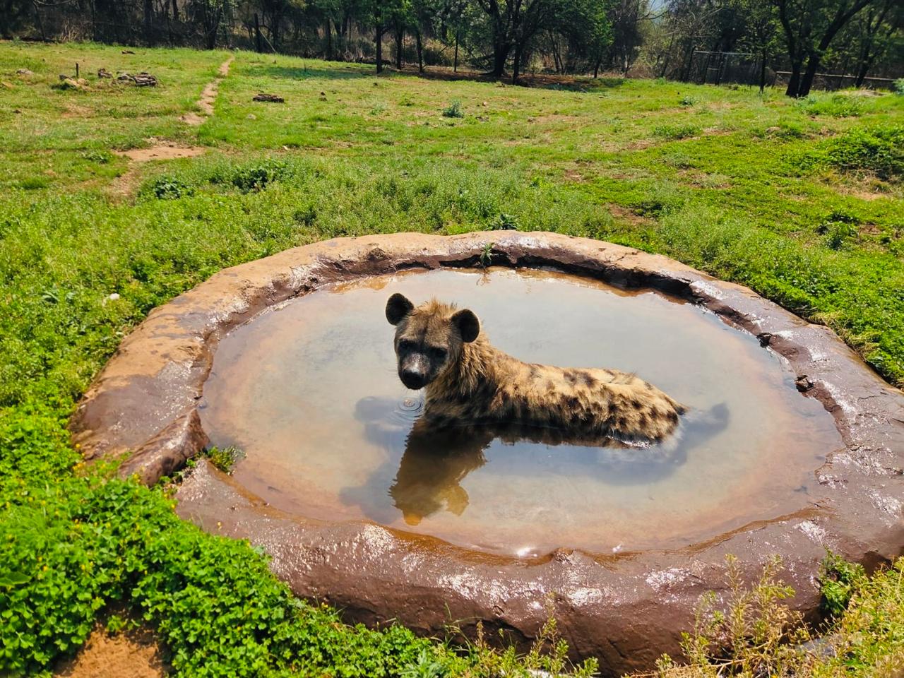 A spotted hyena sitting in a waterhole looking directly at the camera at the Lion and Safari Park