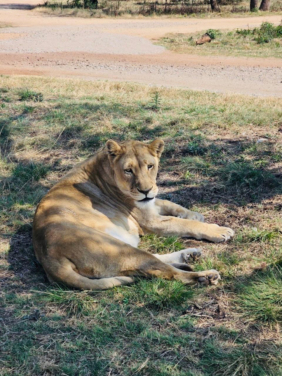 A beautiful lioness resting in the shade at the Lion and Safari Park, photographed from the jeep during the predator experience