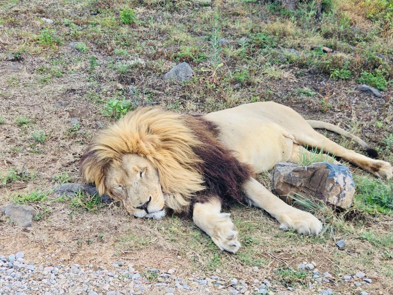 A magnificent maned male lion sleeping peacefully on the grass, photographed inches away during the jeep predator experience
