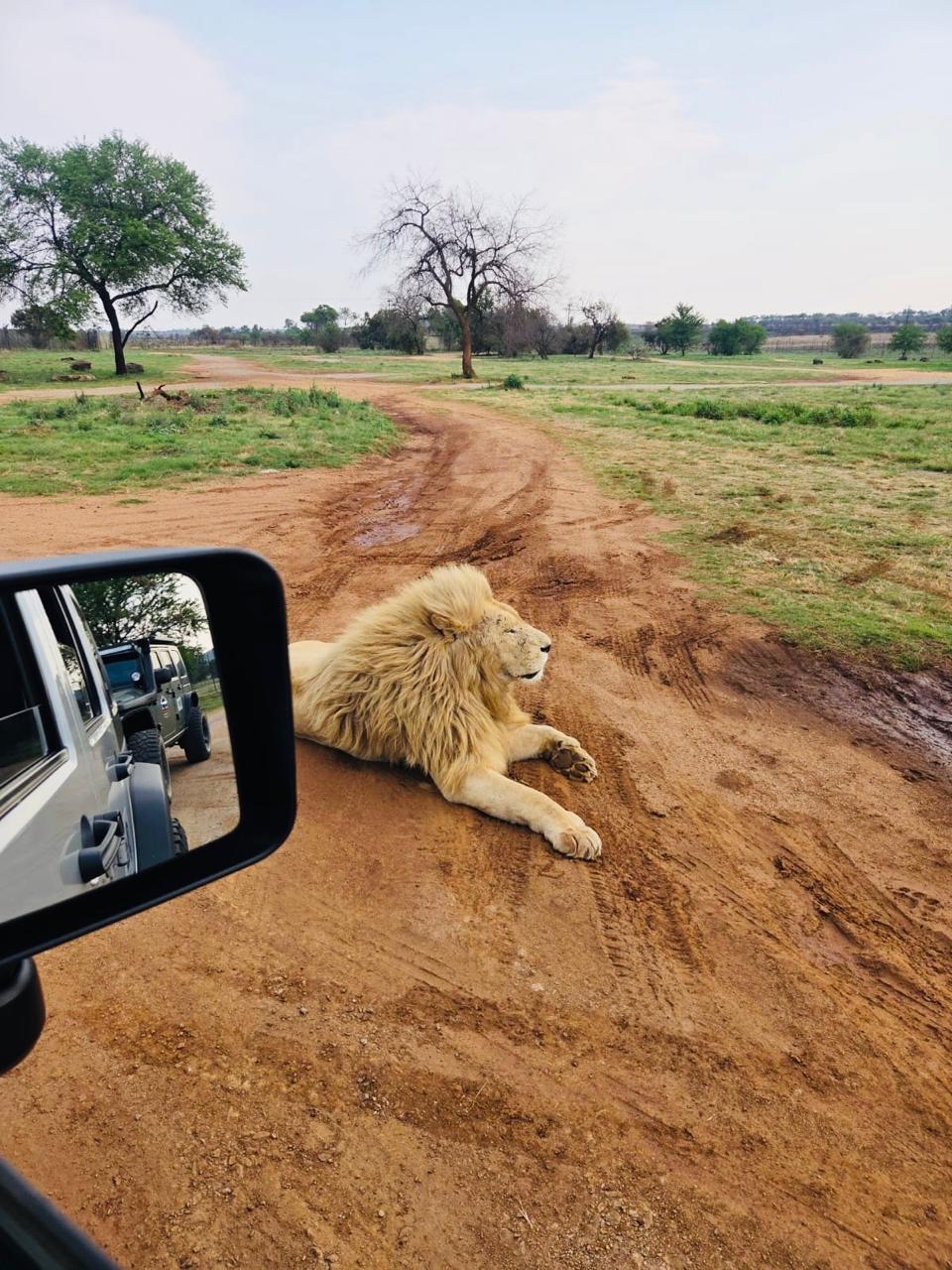 A magnificent white lion lying on the red dirt track right beside a safari jeep at the Lion and Safari Park near Johannesburg