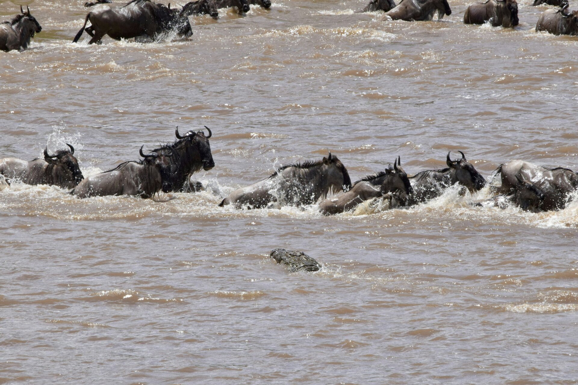 Maasai Mara Safari Guide 2026: Kenya’s Crown Jewel & the Great Migration