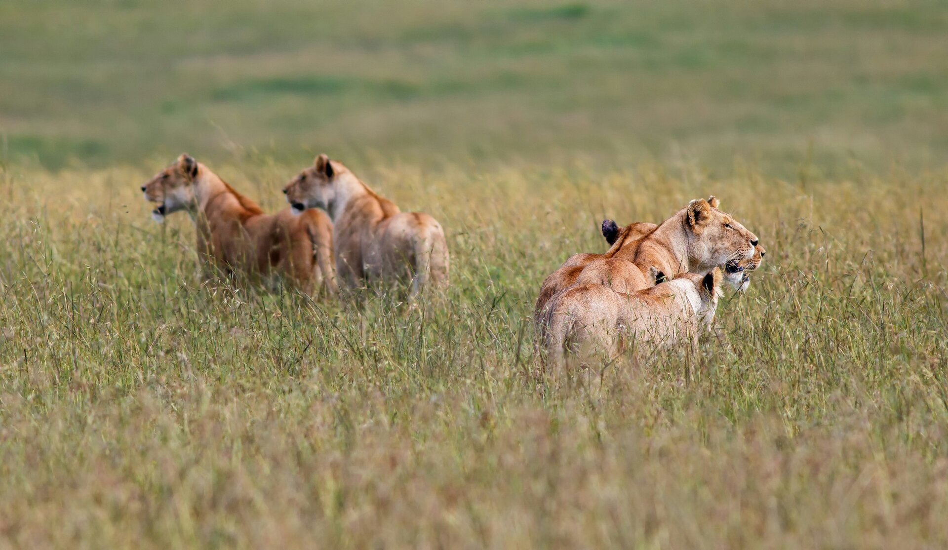 A lion and lioness on the golden Mara grasslands — the Maasai Mara has the highest density of big cats in Africa