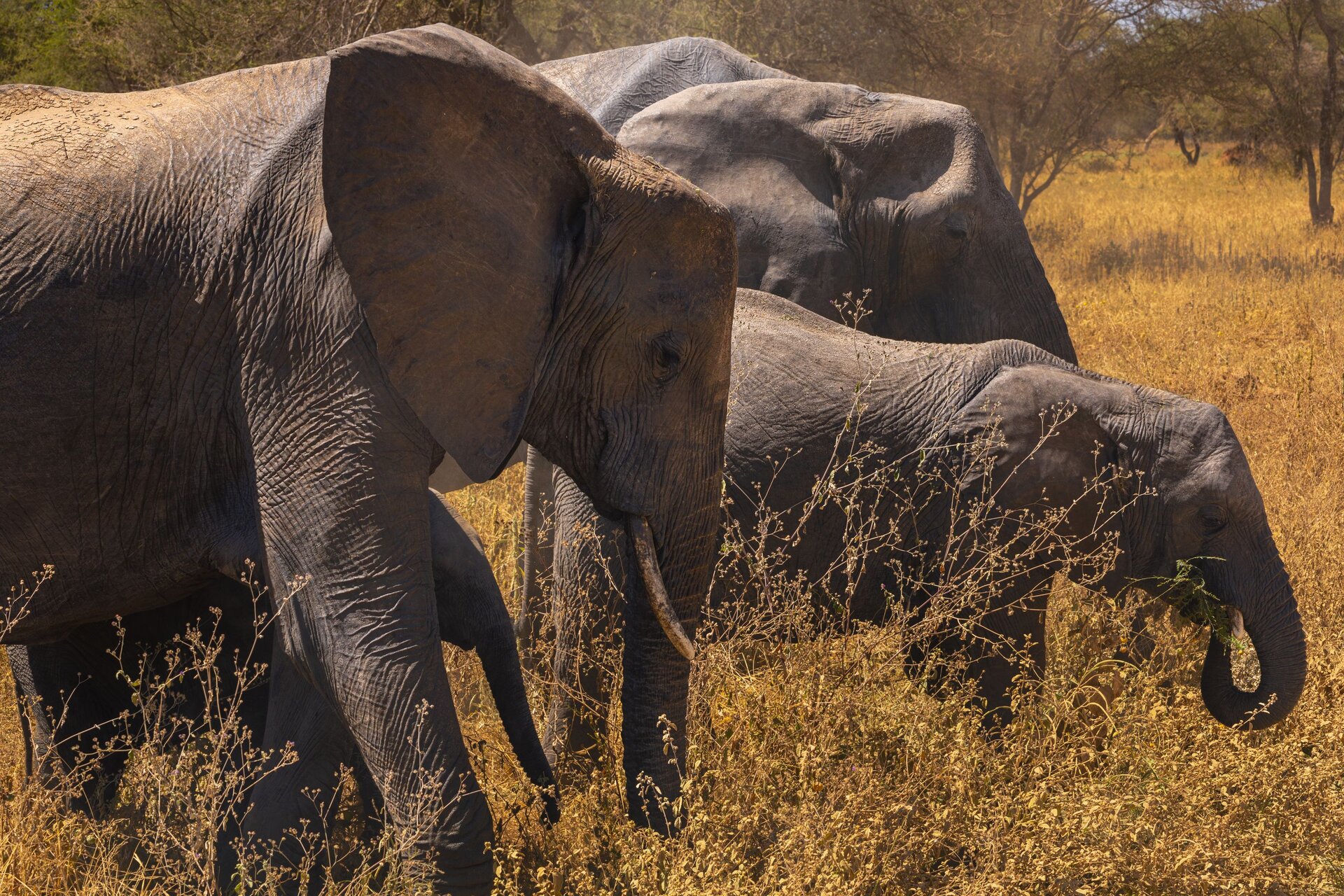 Madikwe Game Reserve Safari Guide 2026: Malaria-Free Big Five & Wild Dogs