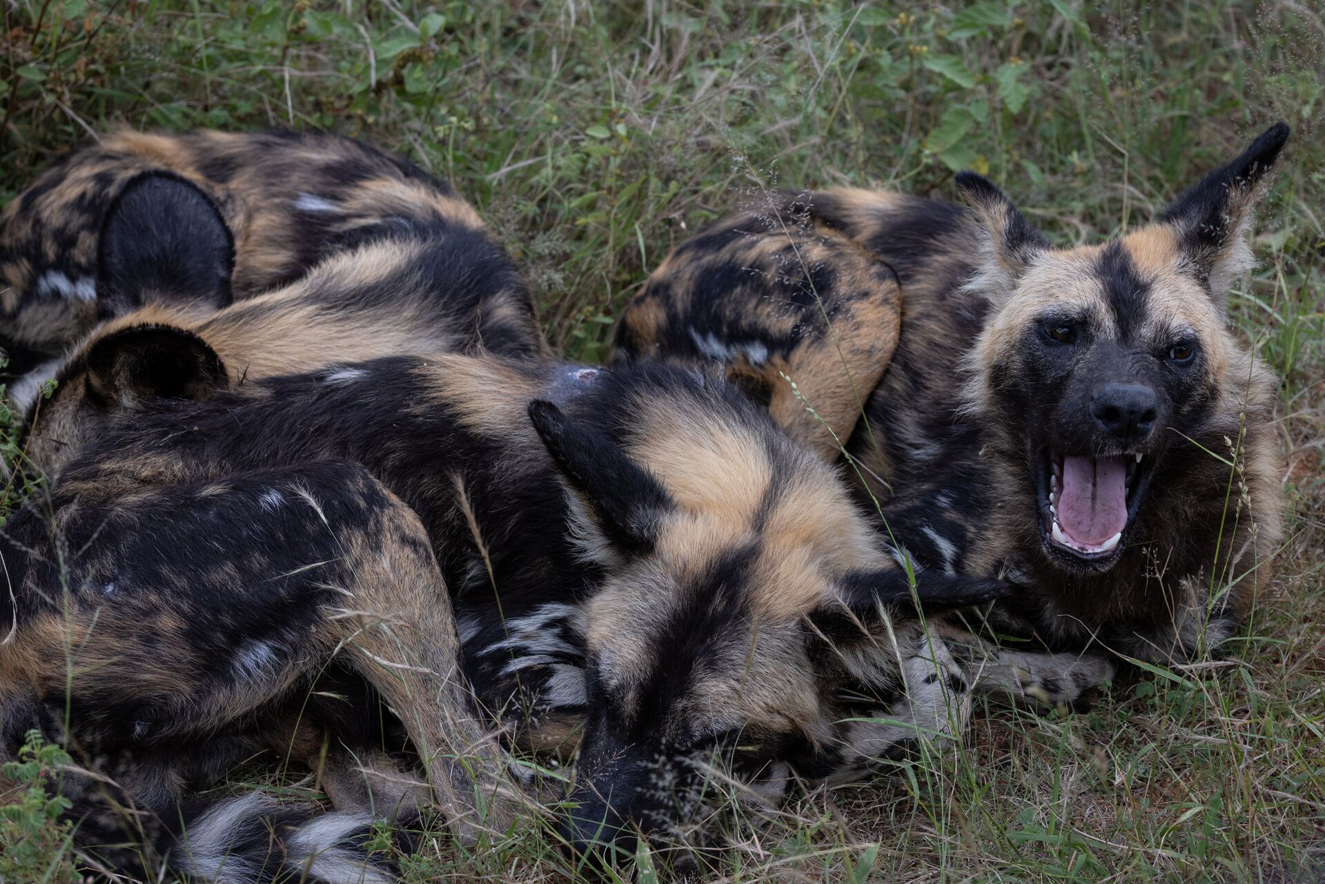 A pack of African wild dogs resting in the bush — Madikwe is one of the finest places in Africa to see these endangered painted hunters
