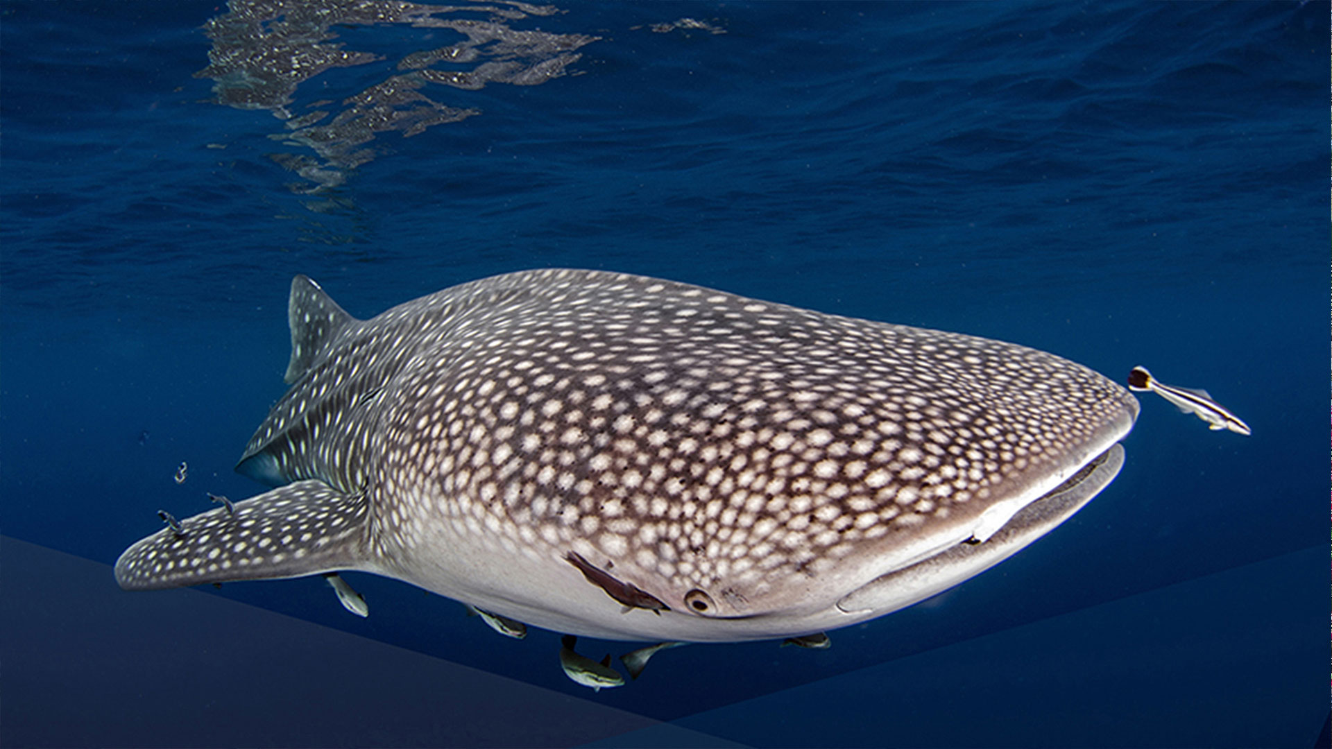 A magnificent whale shark gliding through Mozambique's warm Indian Ocean waters — swimming with these gentle giants is a bucket-list experience