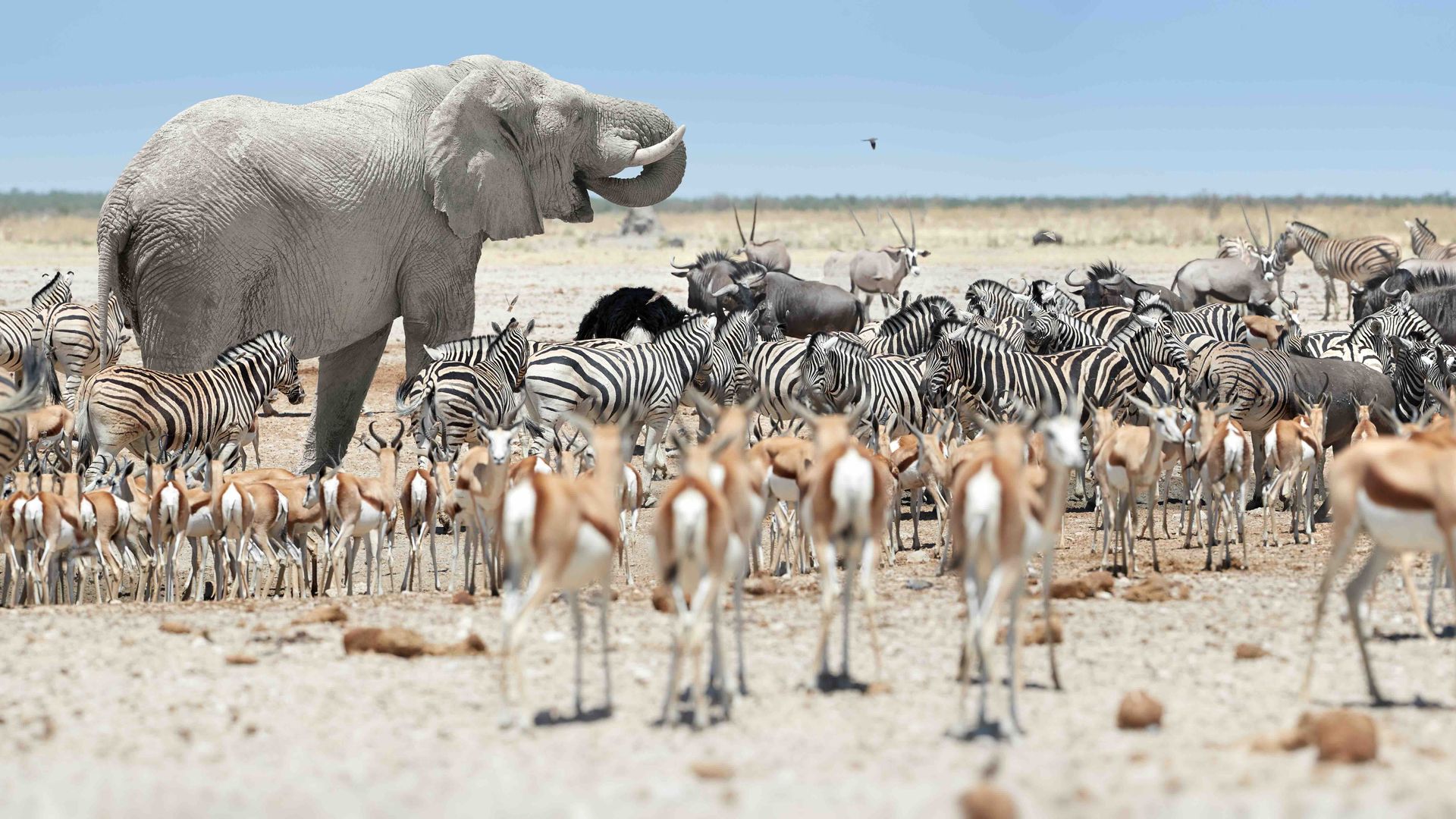 Elephant, zebra, springbok, oryx, and wildebeest crowding an Etosha waterhole — Namibia's wildlife spectacle
