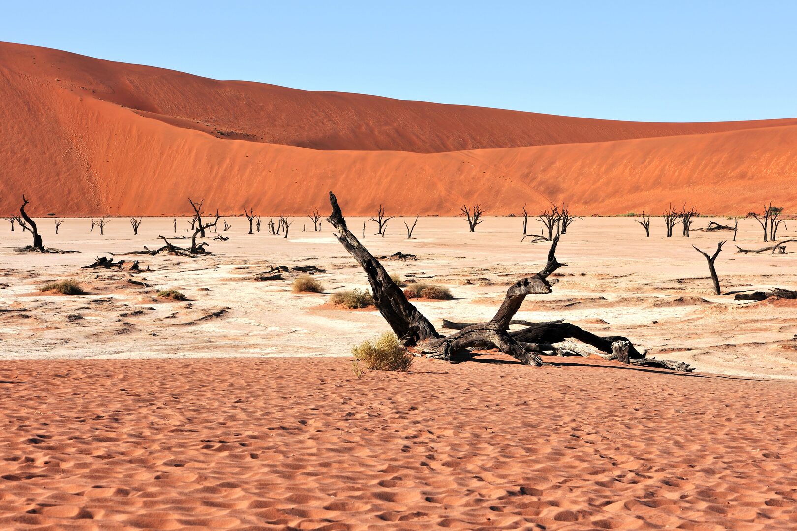 Namibia Safari Tours: The Complete Guide for 2026