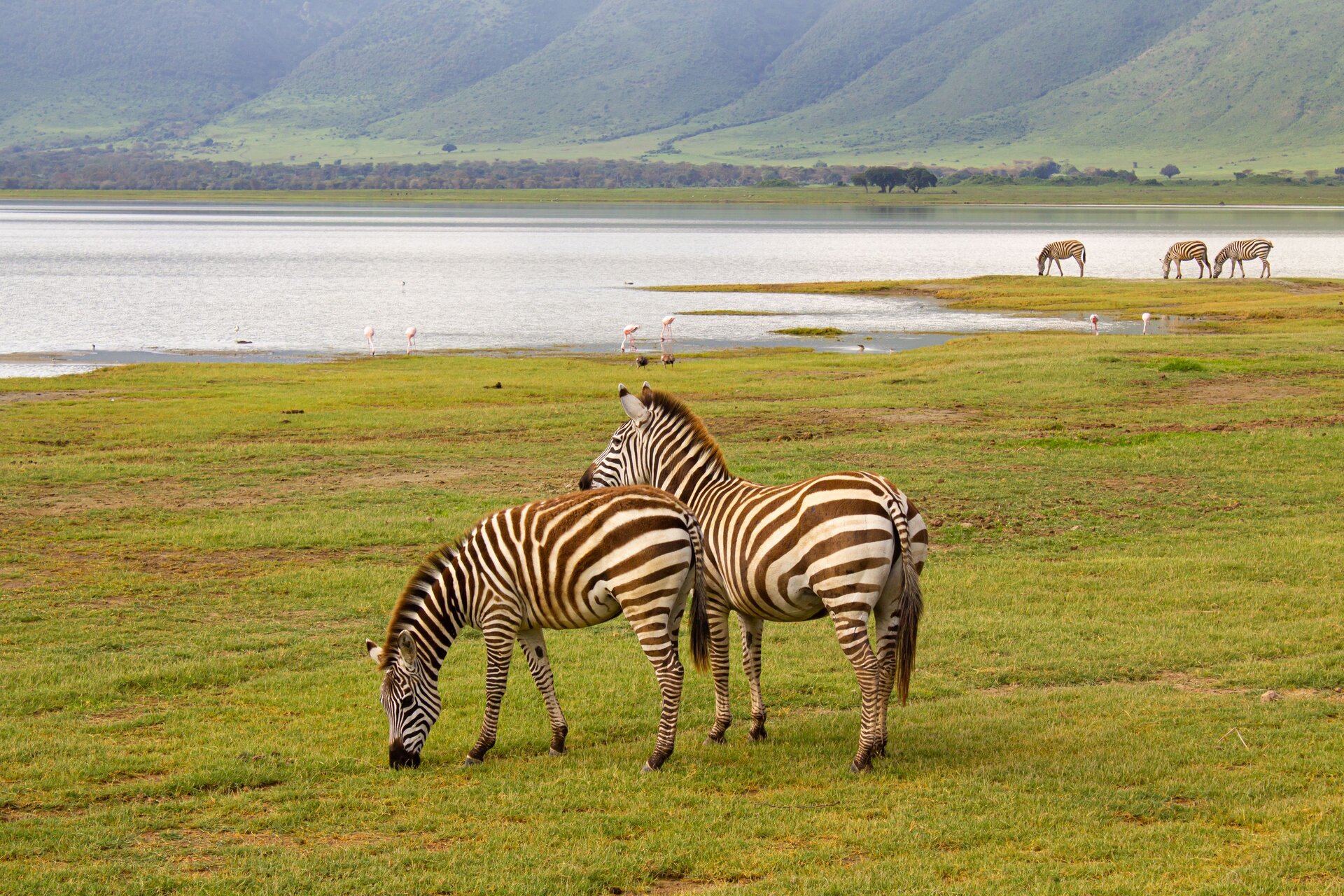 Zebra grazing on the Ngorongoro Crater floor beside Lake Magadi, with flamingos on the soda lake and the crater walls rising behind — one of the densest wildlife populations in Africa