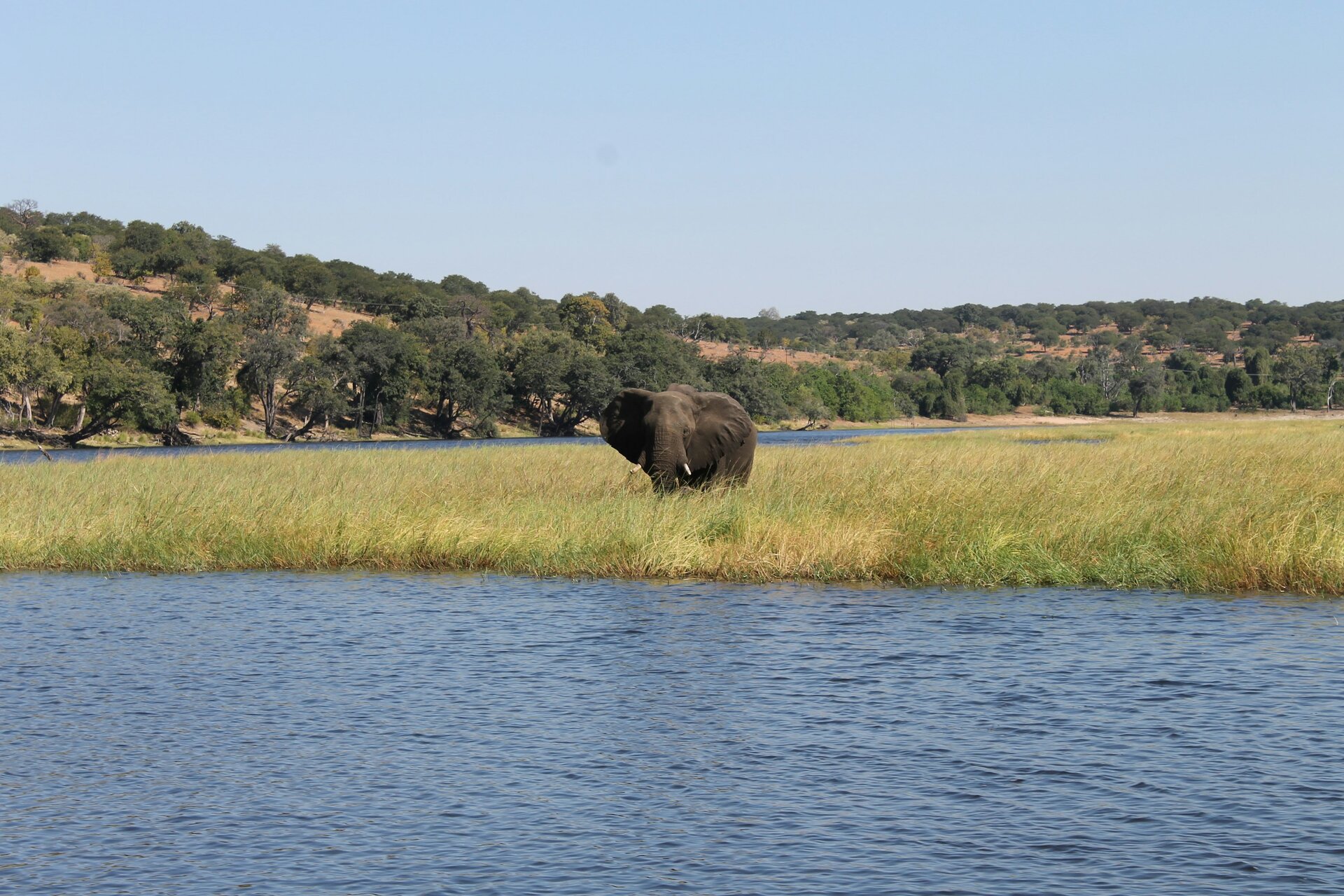 An elephant near the waterways of the Okavango Delta — the delta’s islands and floodplains support one of Africa’s densest wildlife populations