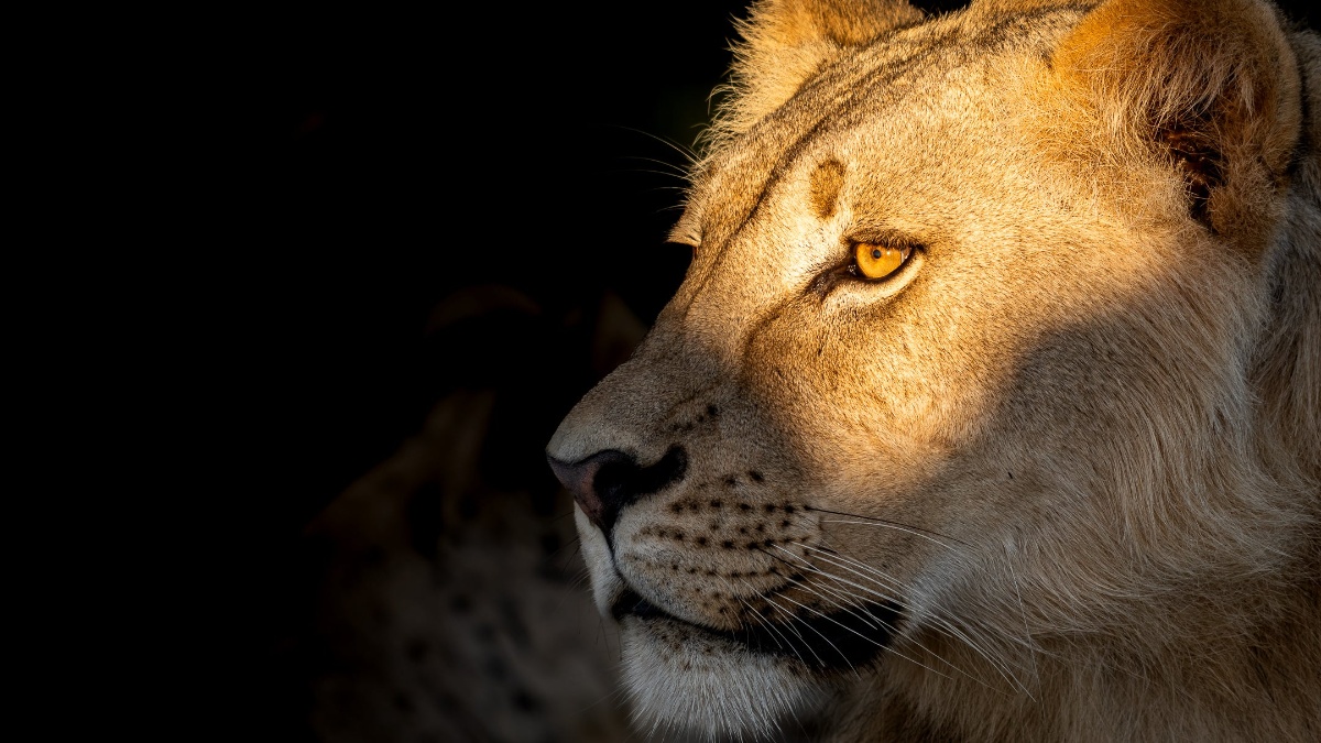 A stunning male lion portrait in warm golden light — the kind of photograph that inspires a photography safari