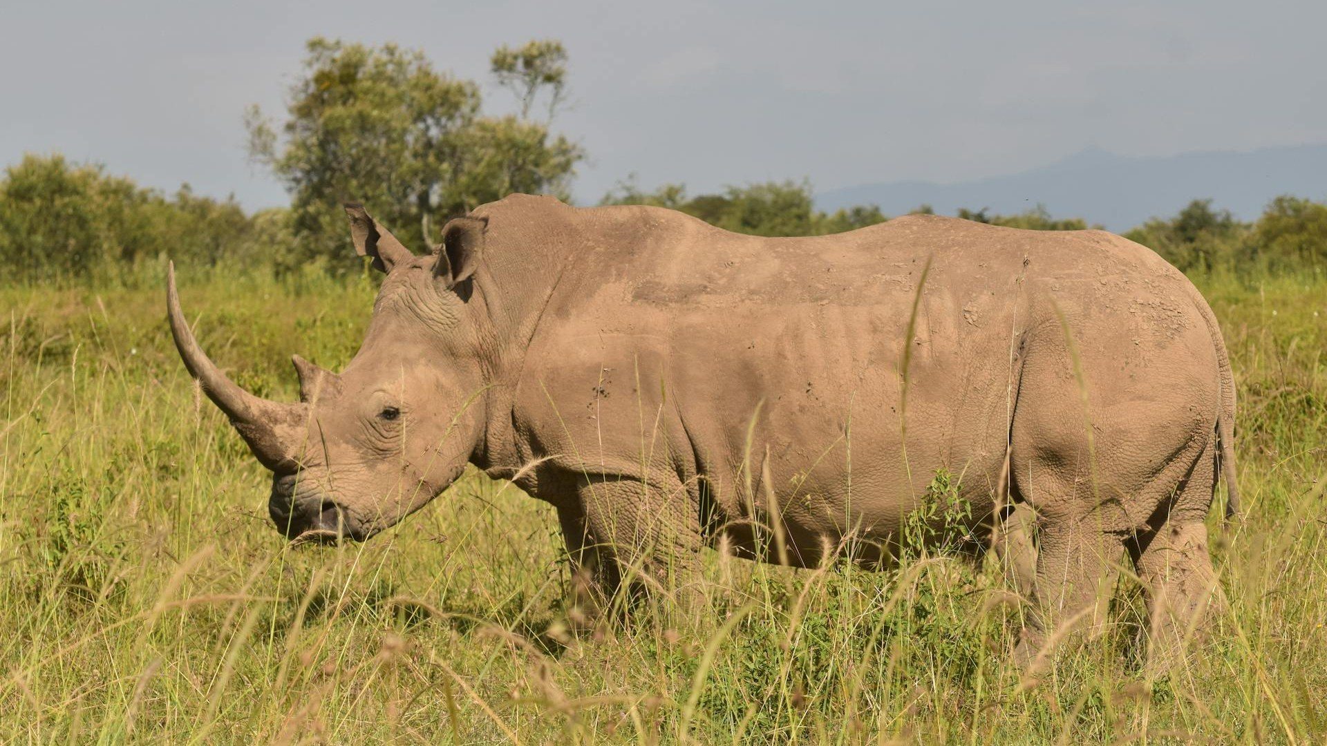 One Day Safari from Johannesburg: Is Pilanesberg Worth It? (2026)