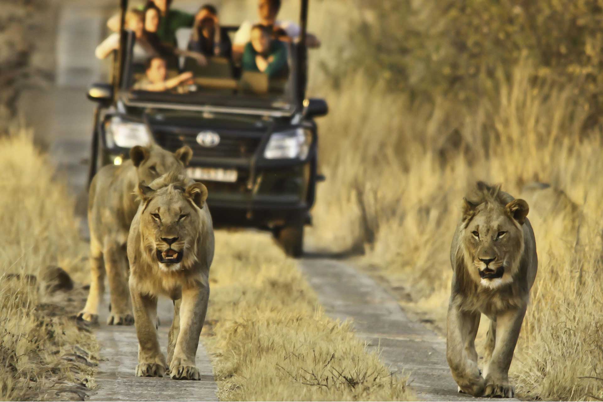 Best Safari Day Trips from Johannesburg: Big Five for Under R3,000 Per Person (2026)