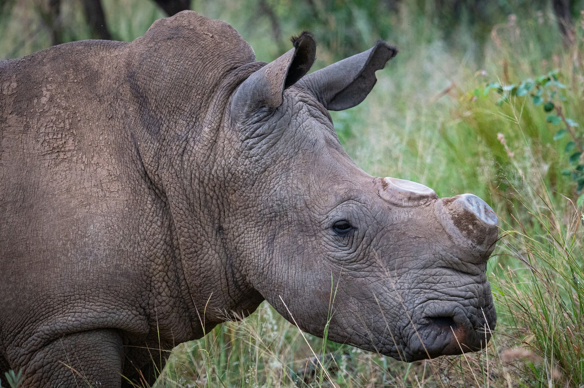 A white rhino in the grasslands — Pilanesberg is one of the best places in South Africa to see both white and black rhino