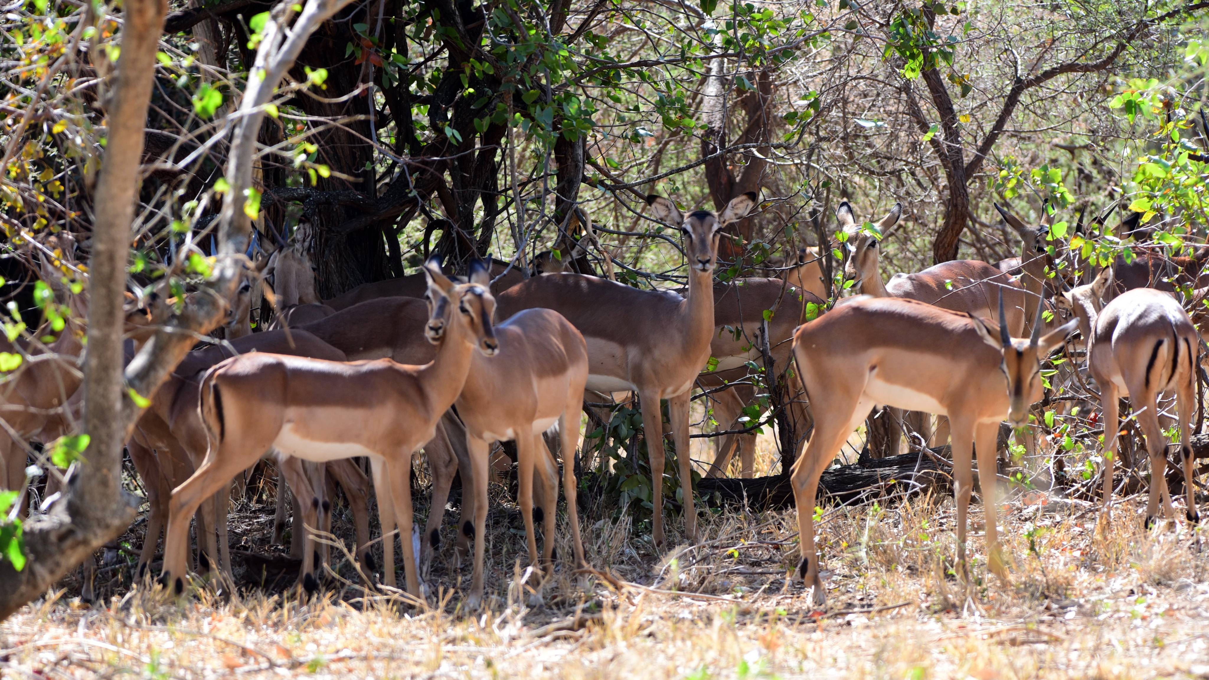 Impala herd sheltering in the distinctive bushveld of Pilanesberg Game Reserve — the volcanic landscape concentrates wildlife into compact zones