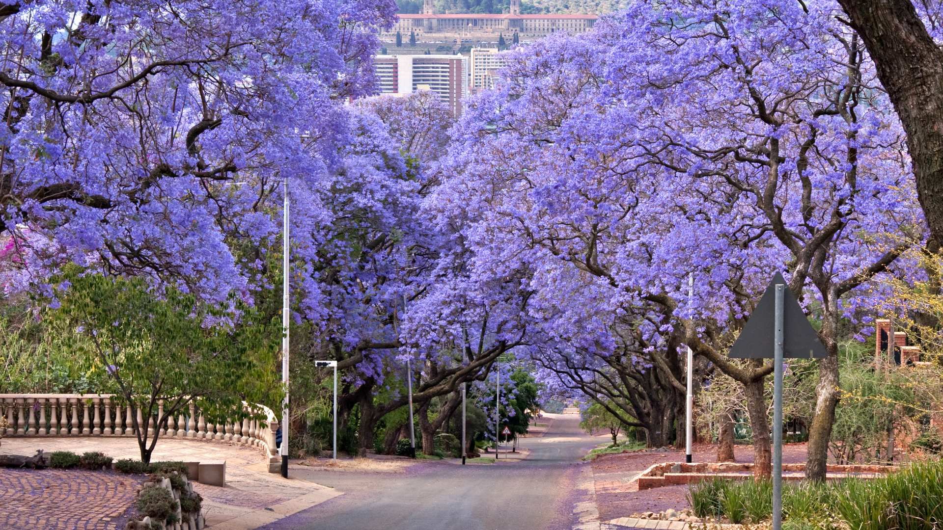 The Union Buildings in Pretoria framed by jacaranda blossom