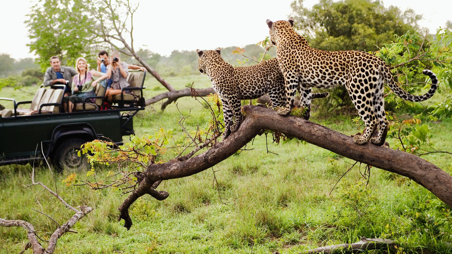 Guests on a private game drive watching a leopard in a tree at close range